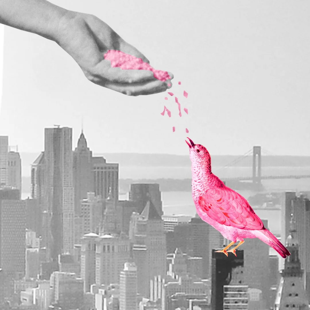pigeon.jpg