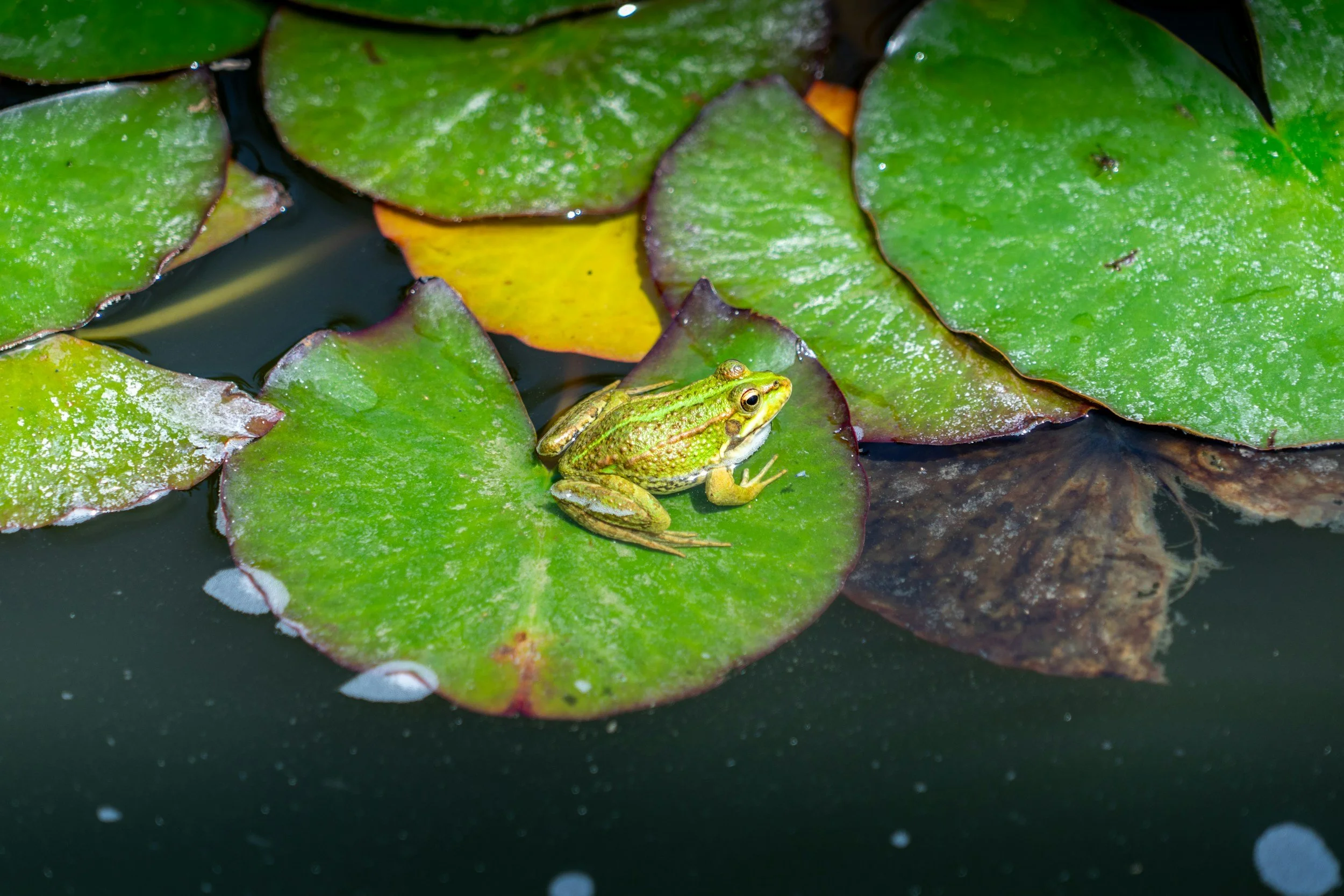 AUM & the Frog Upanishad