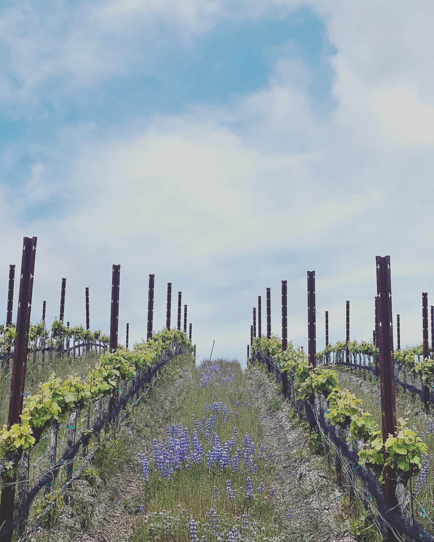 Pelio Vineyard in Carmel Valley makes some incredible Pinot Noir.
