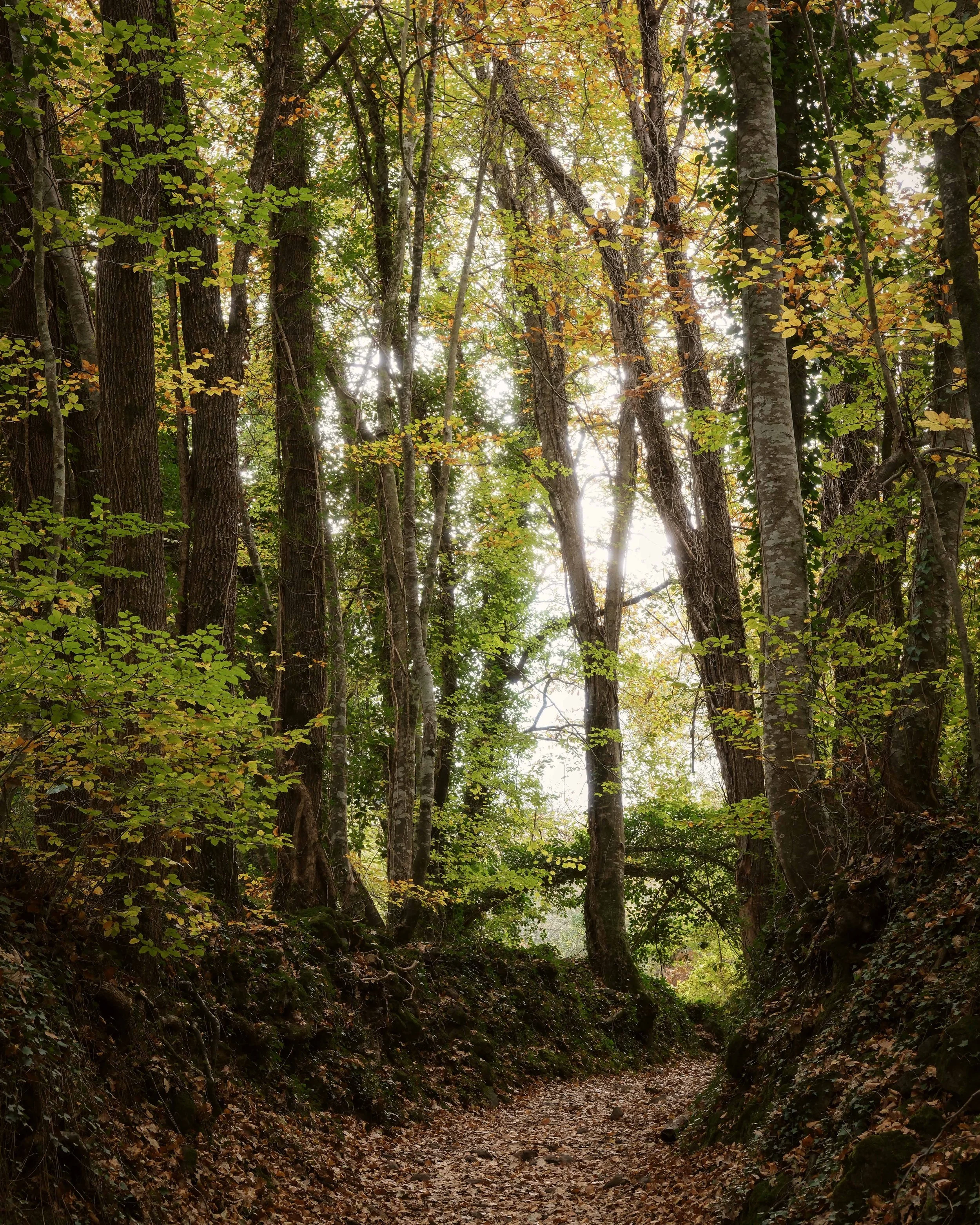 Off Grid Girona La Fageda
