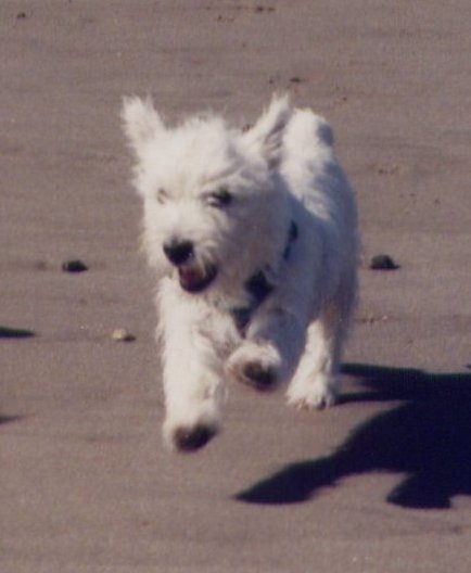 Bonnie running as a pup.jpg