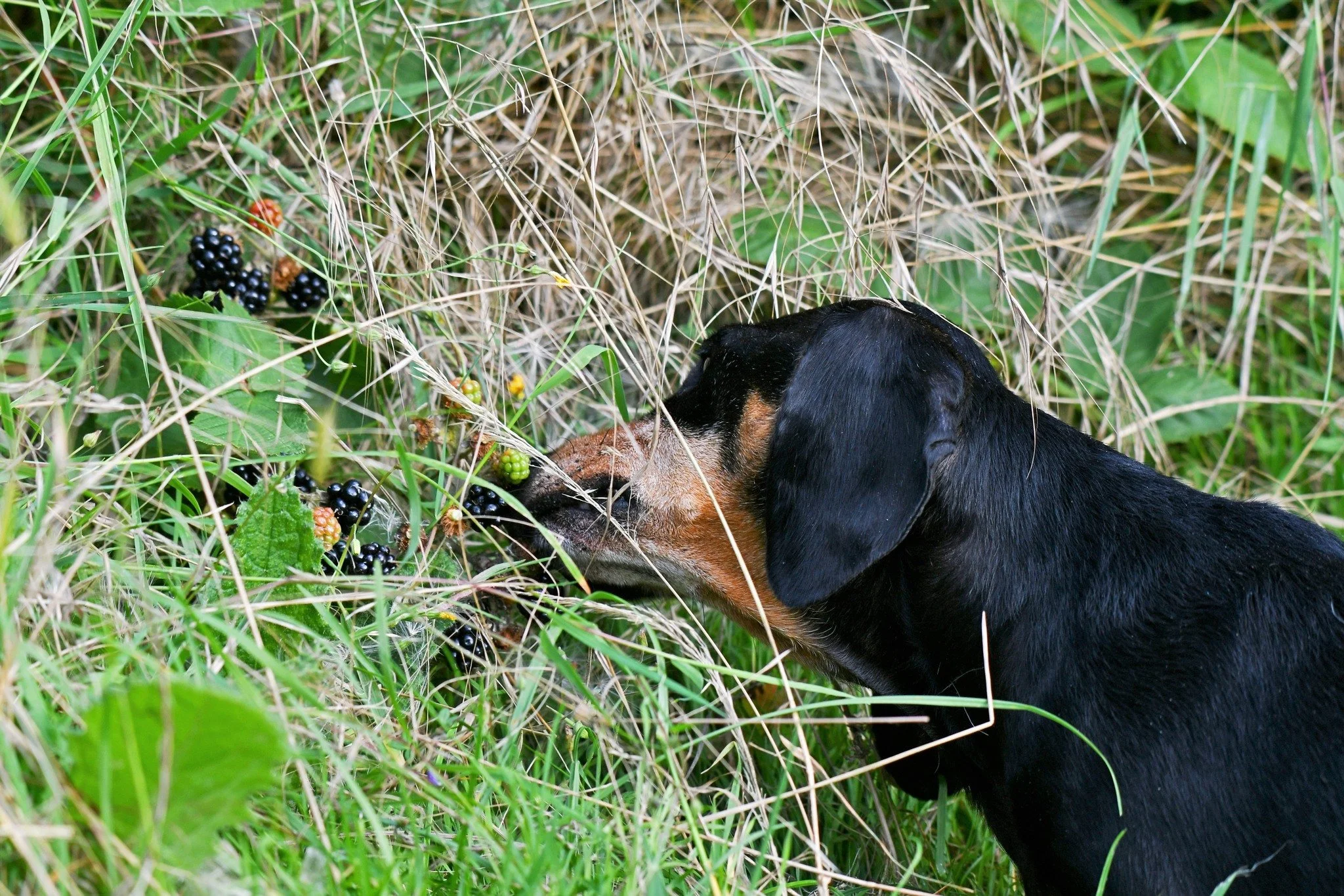 photo credit Jean Fitch6.jpg
