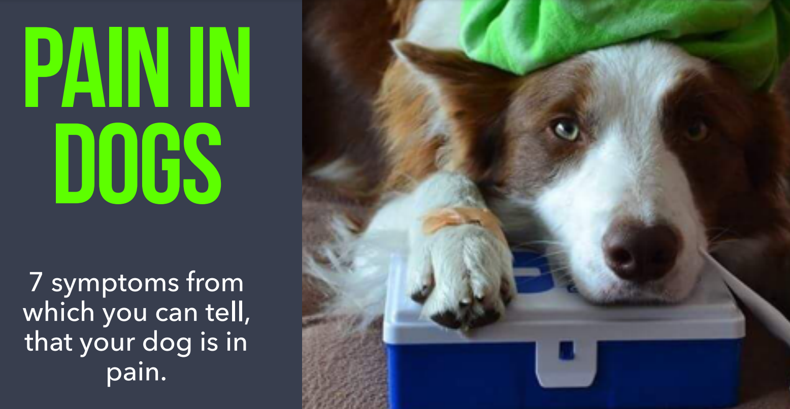 Pain in Dogs
