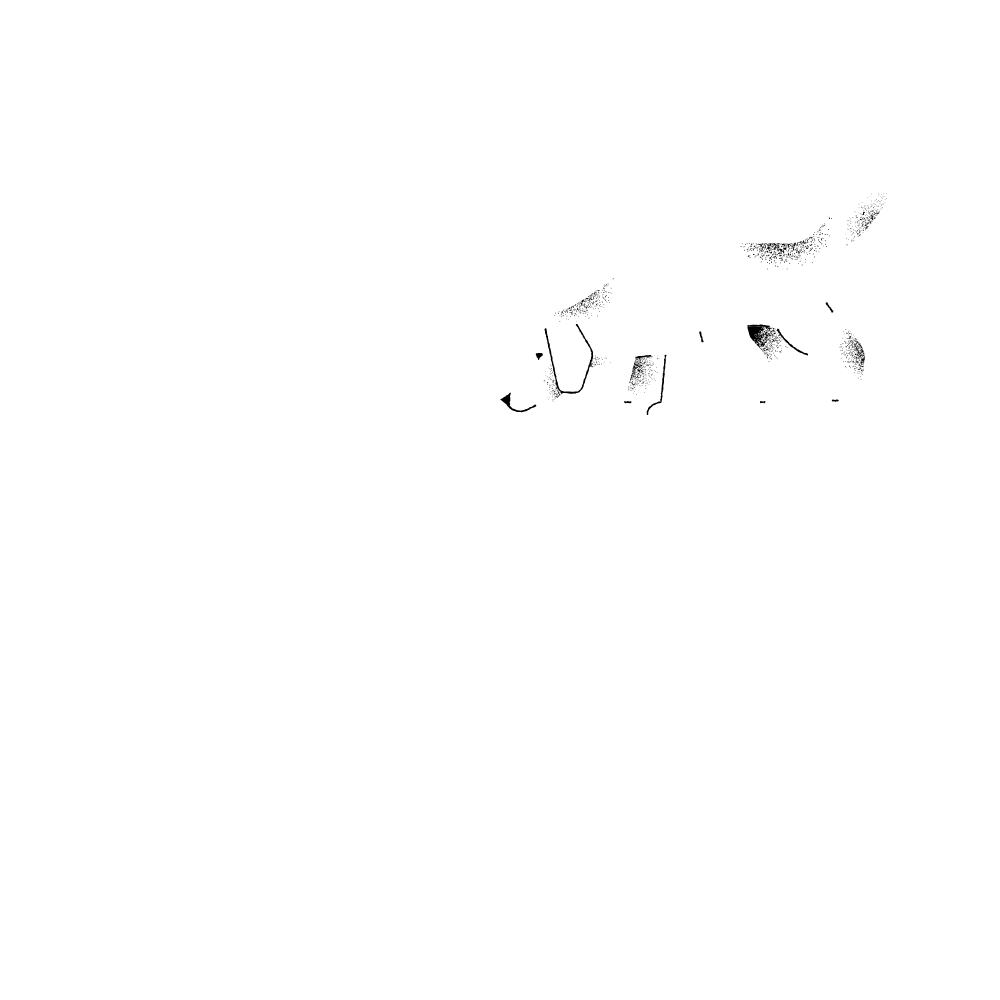 Slow Dog Movement