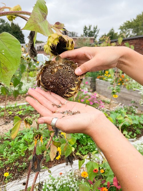 Saving Seeds this Fall