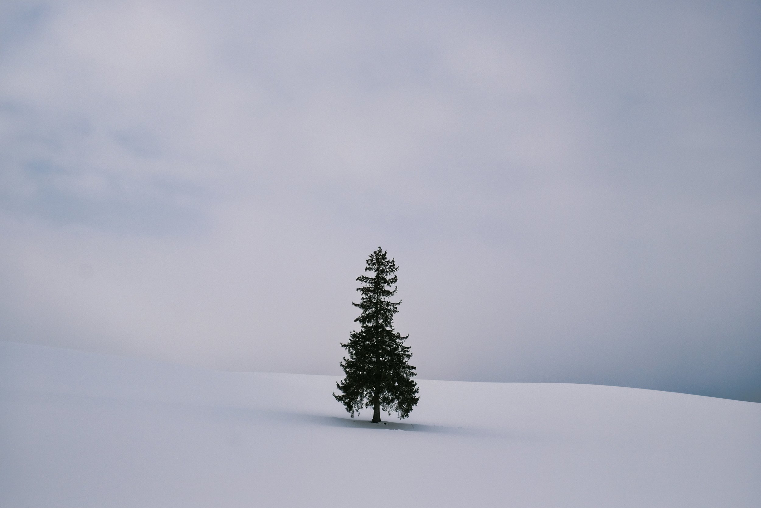IN DEFENSE OF CHRISTMAS TREES