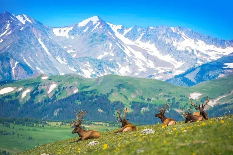 estes park 8.webp