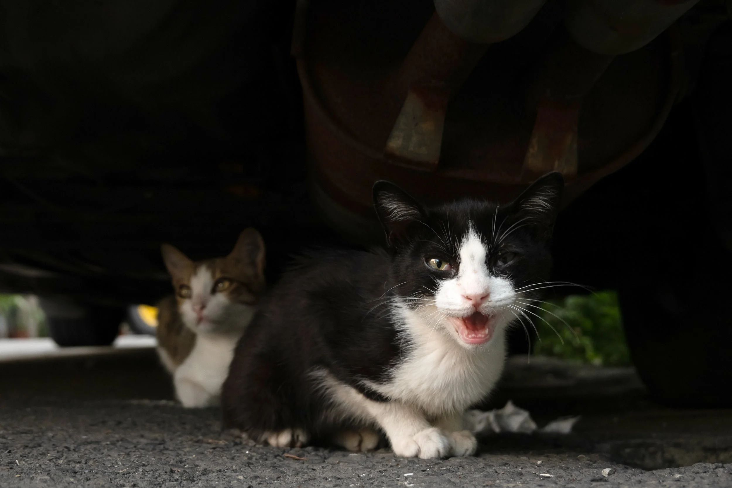 Feral Cat Info & Advice — CAT 77