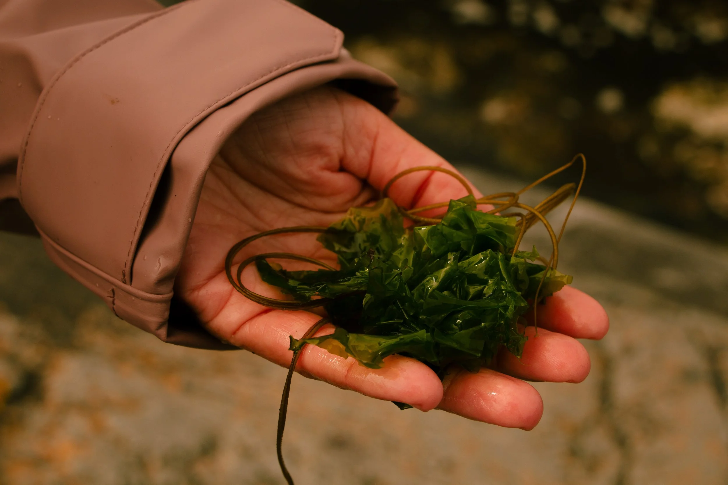 Didricksons SS25-160.jpg