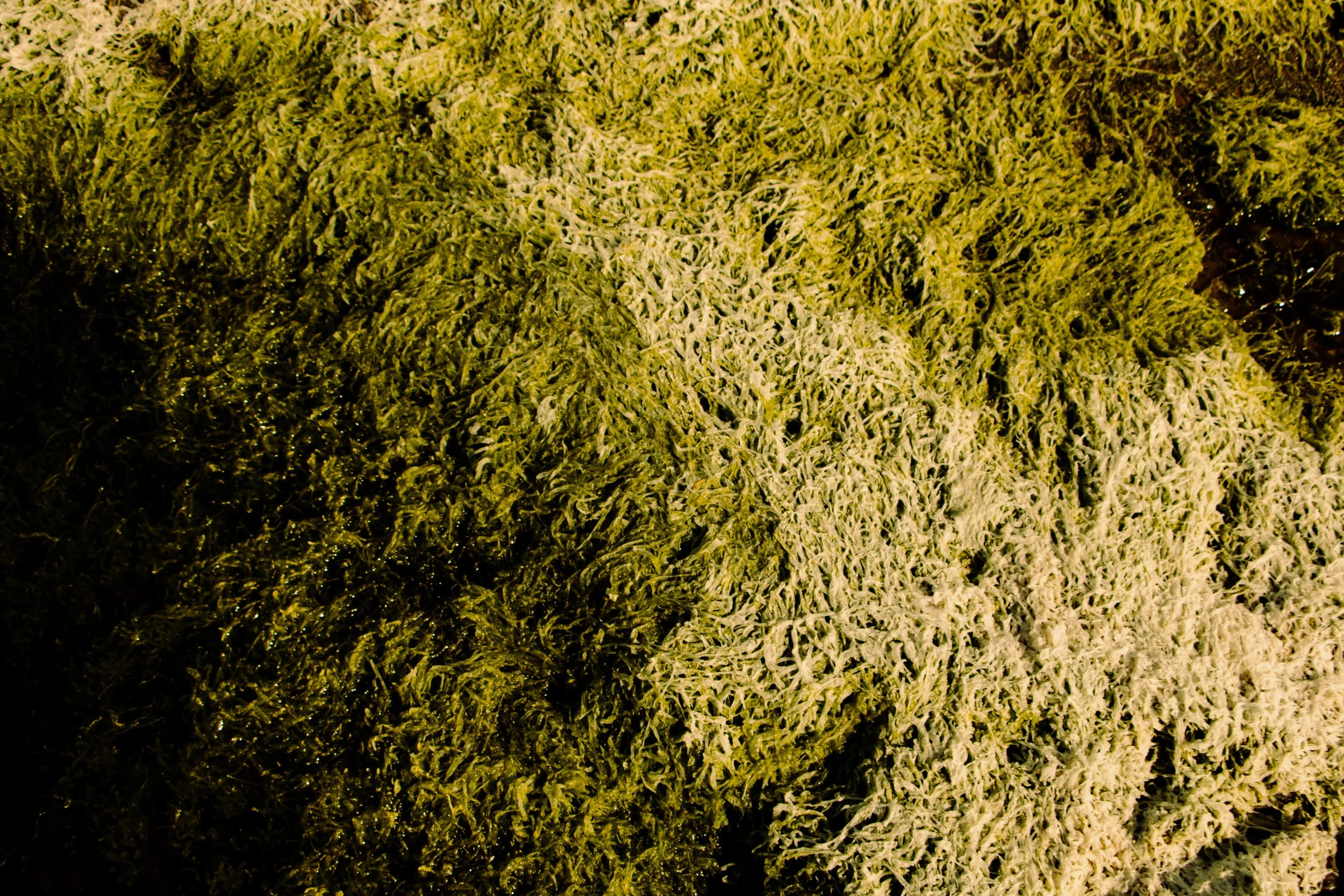 Didricksons SS25-199.jpg