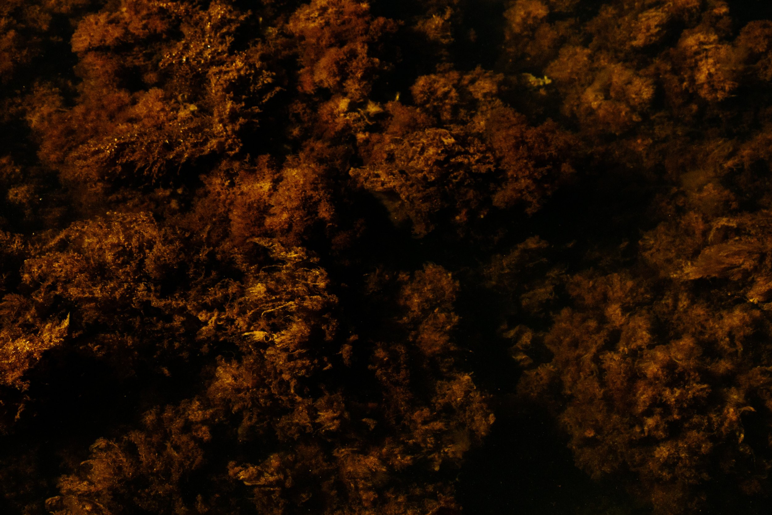 Didricksons SS25-194.jpg