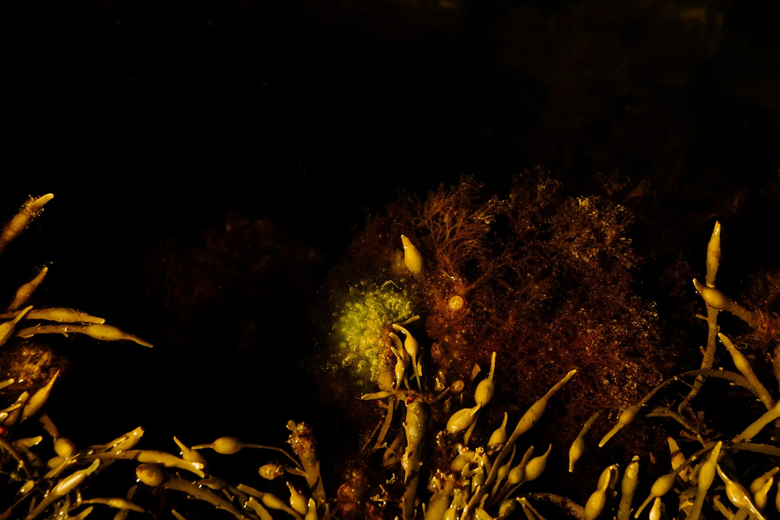 Didricksons SS25-193.jpg