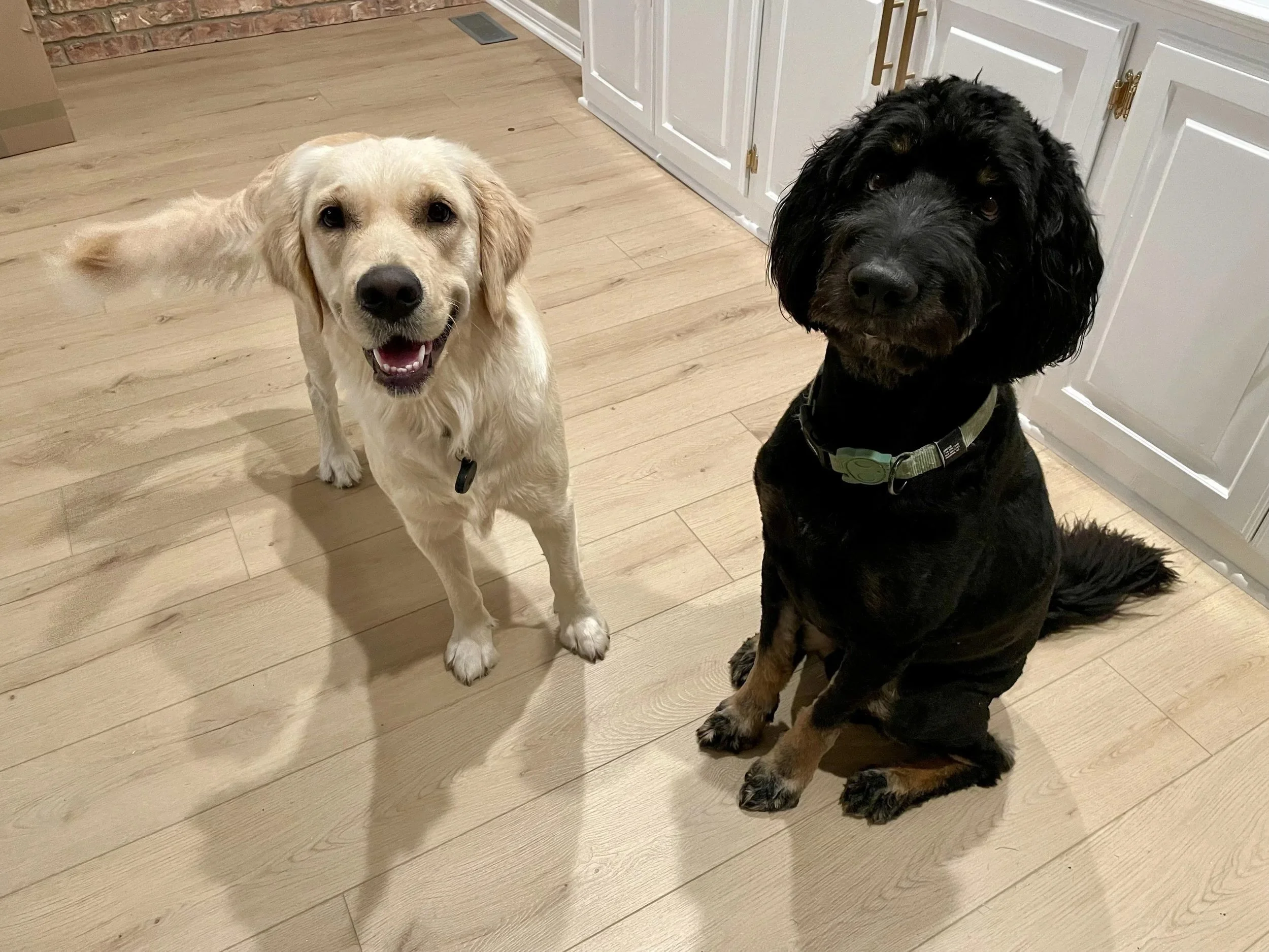 dogs.jpeg