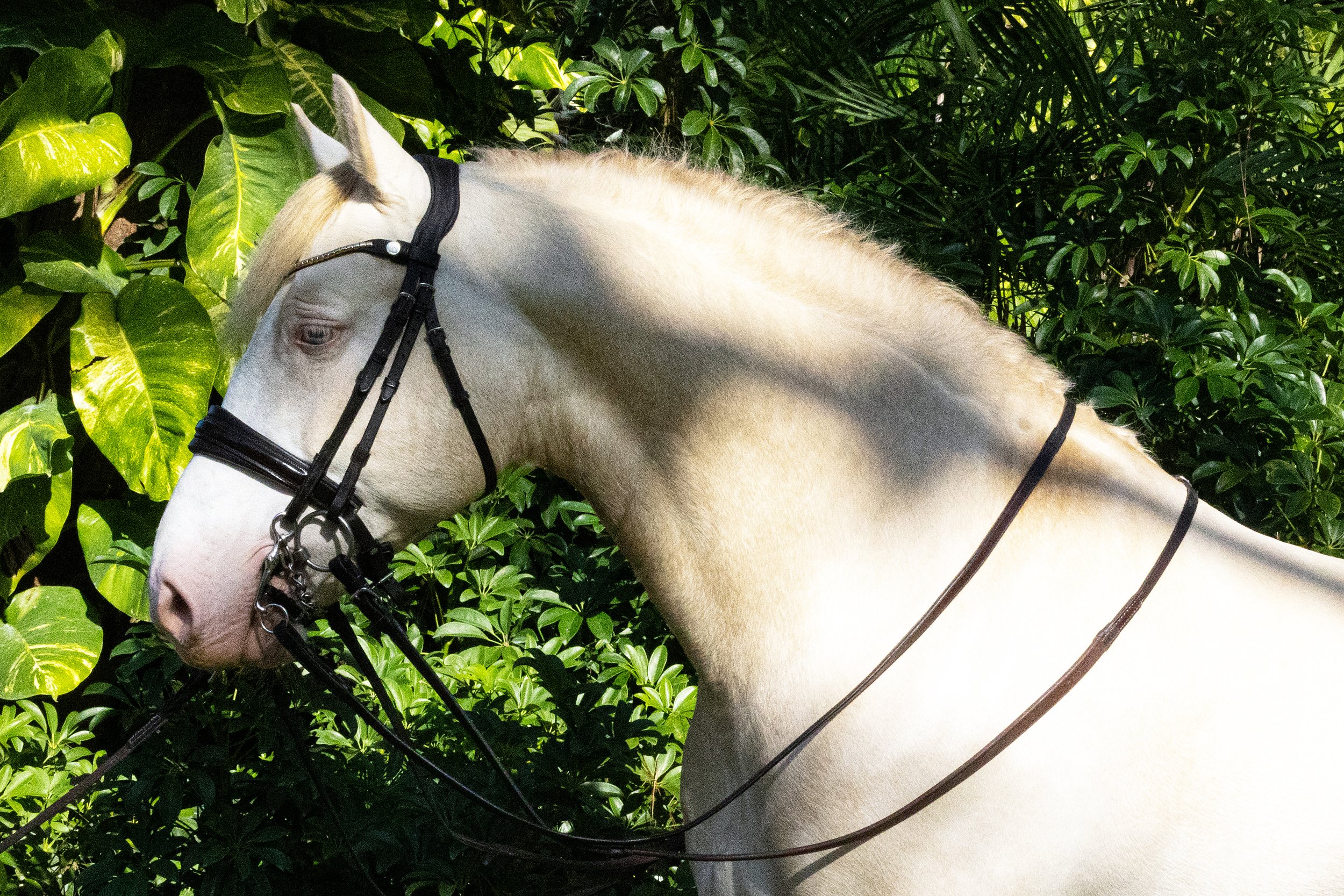 QuillaneAccolade-January2025-009 Quinnten Alston.jpg