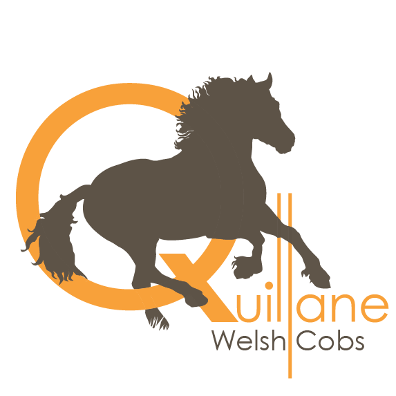 Quillane Welsh Cobs