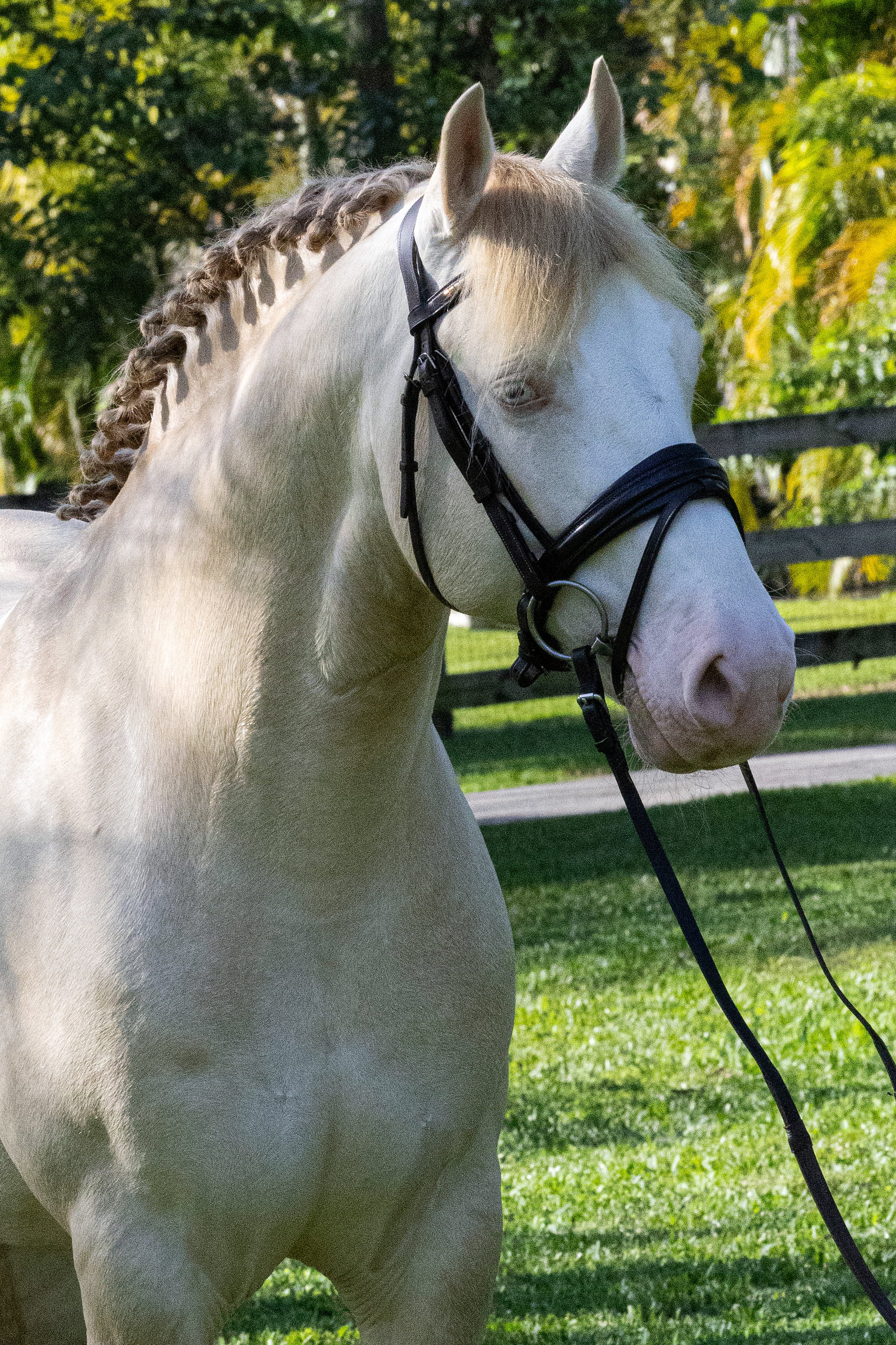 QuillaneAccolade-January2025-005 Quinnten Alston.jpg