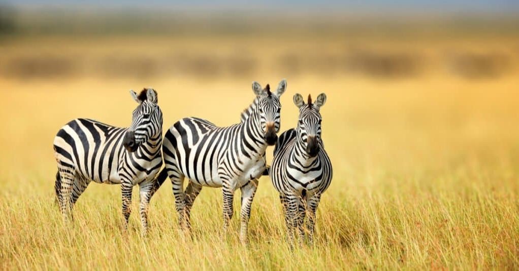 People ask me all the time about my favorite place to travel and the answer is always the same. Africa. There is no place like it. To share its magic is why I started Hedy Travel. Reviews like this make me smile. 😊. We are at this moment in the Joha