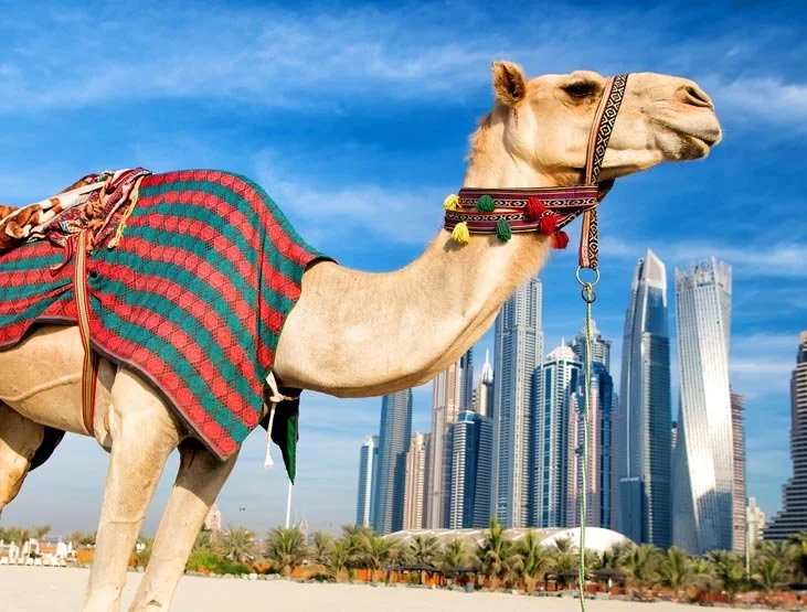 Camel decorated with a colorful blanket and collar, standing in front of a modern city skyline under a blue sky.