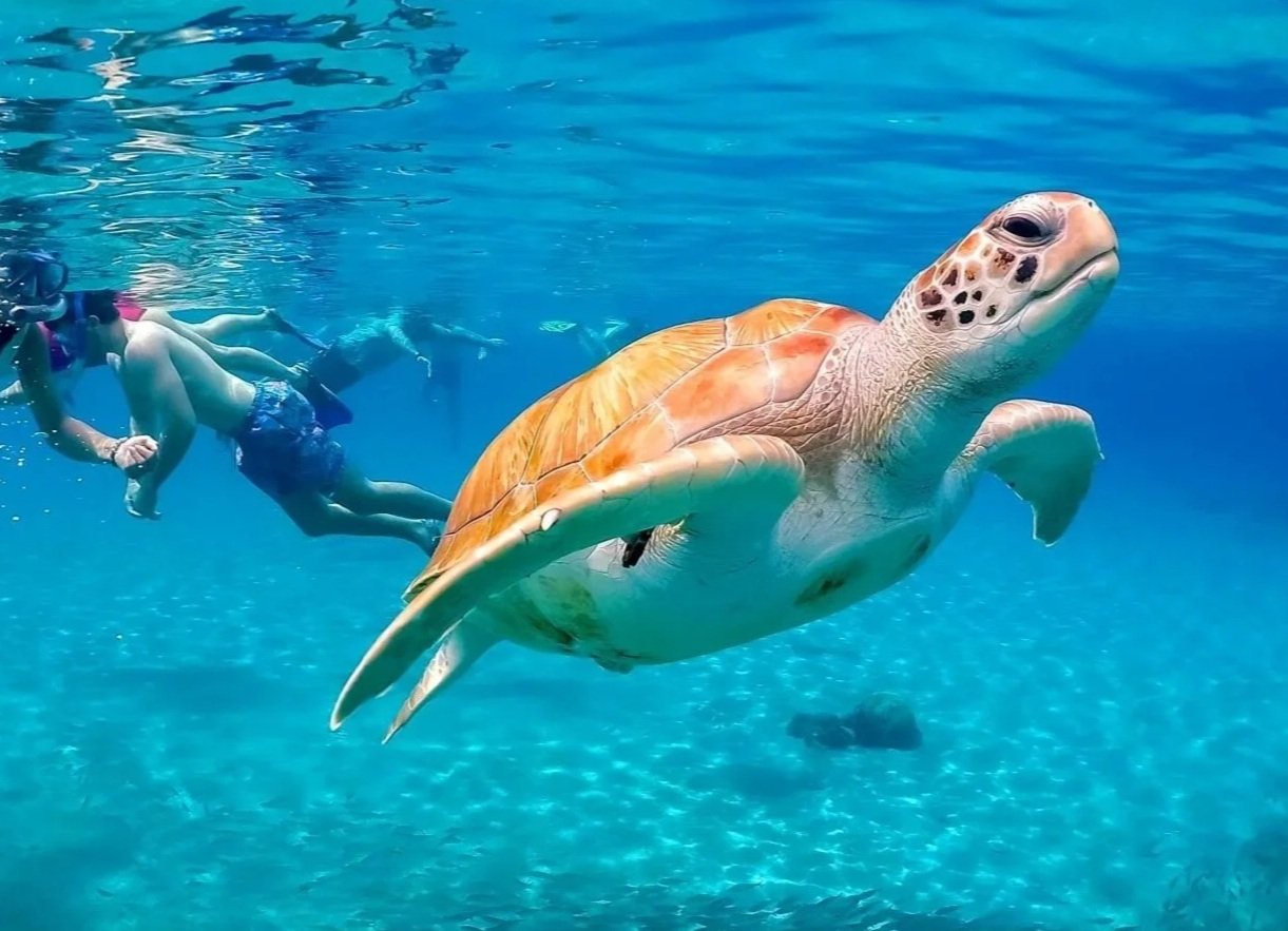 A large sea turtle swimming underwater near two children who are snorkeling and holding hands.