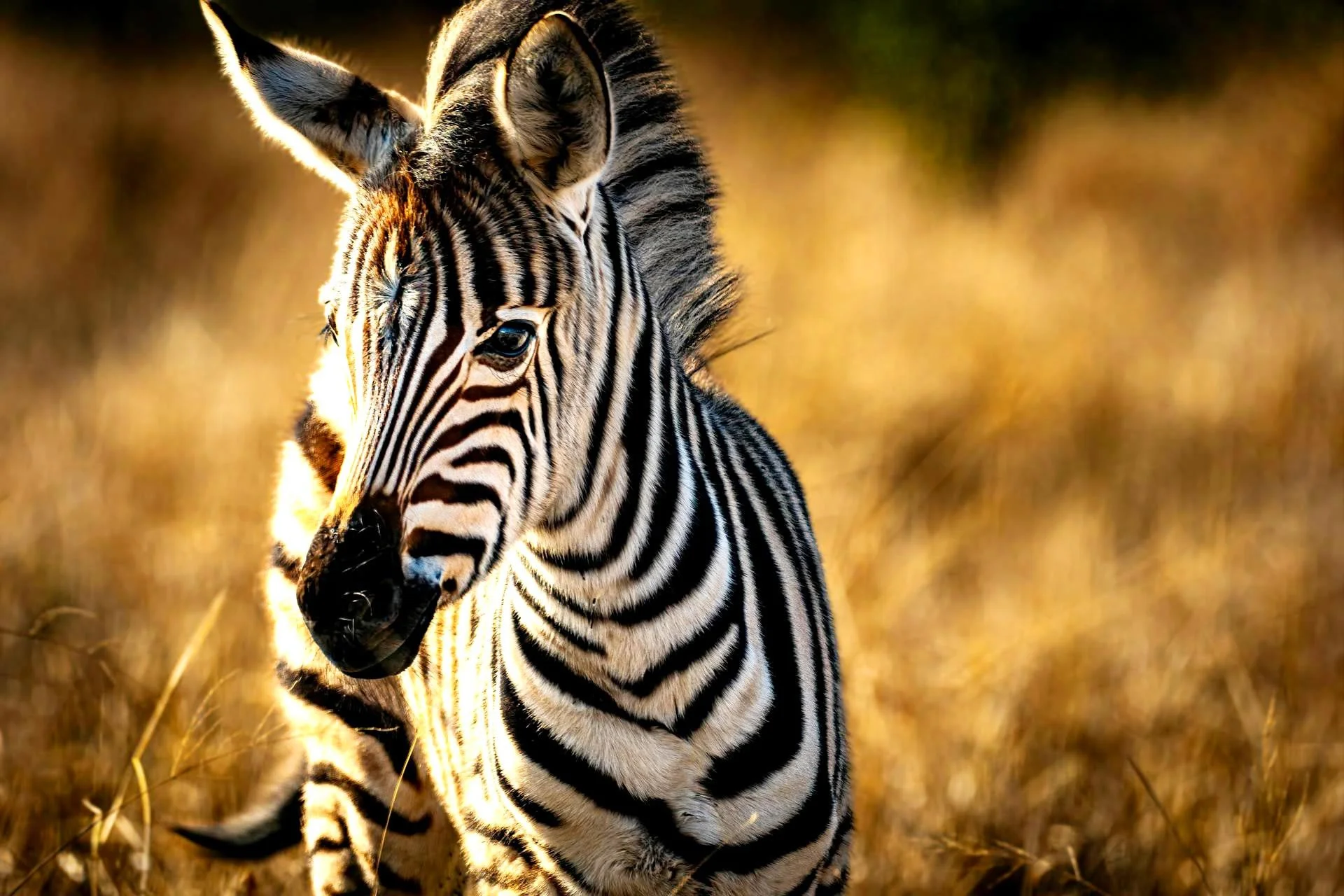 A baby zebra standing in a grassy field during sunset or sunrise.