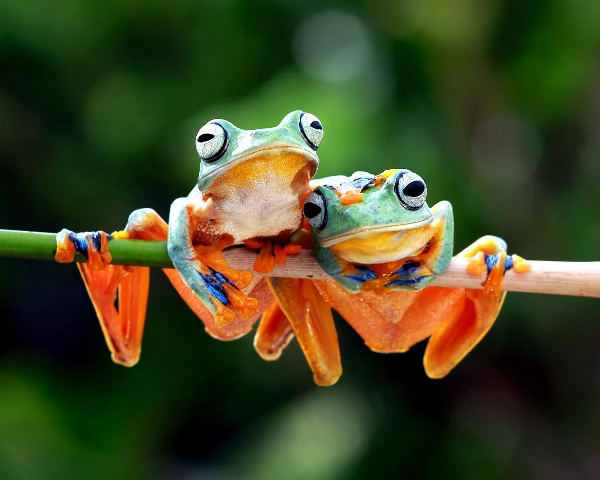Two green frogs with large eyes sitting on a thin branch, with one frog leaning on the other, set against a blurred green background.