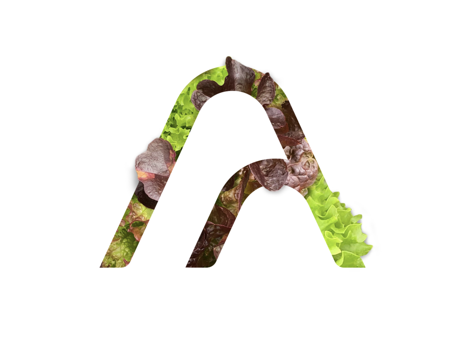 Screen Shot 2022-08-15 at 9.36.20 AM 1.png