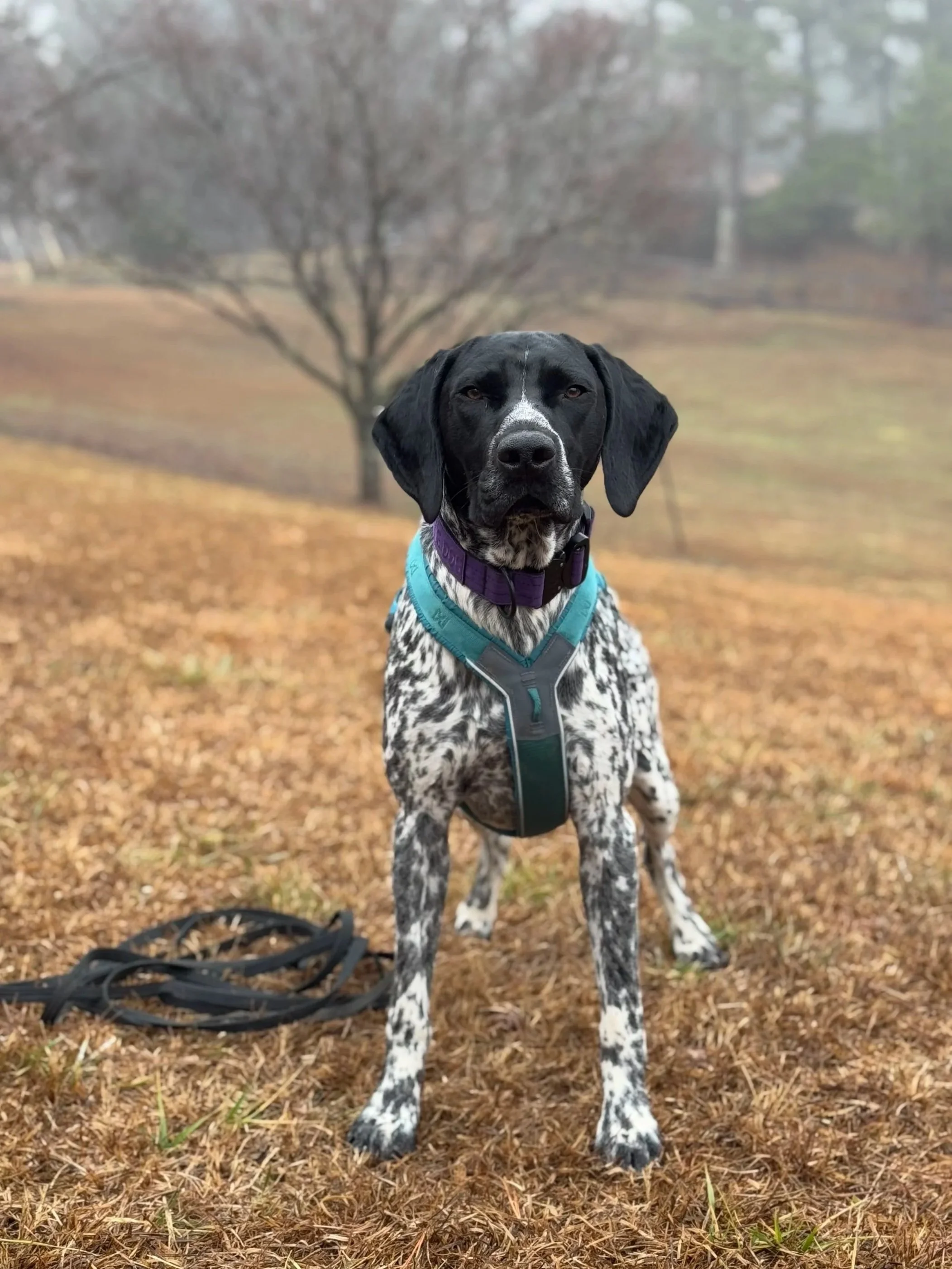 Meet Kieran: Georgia's First Certified K9 Water Leak Detection Dog