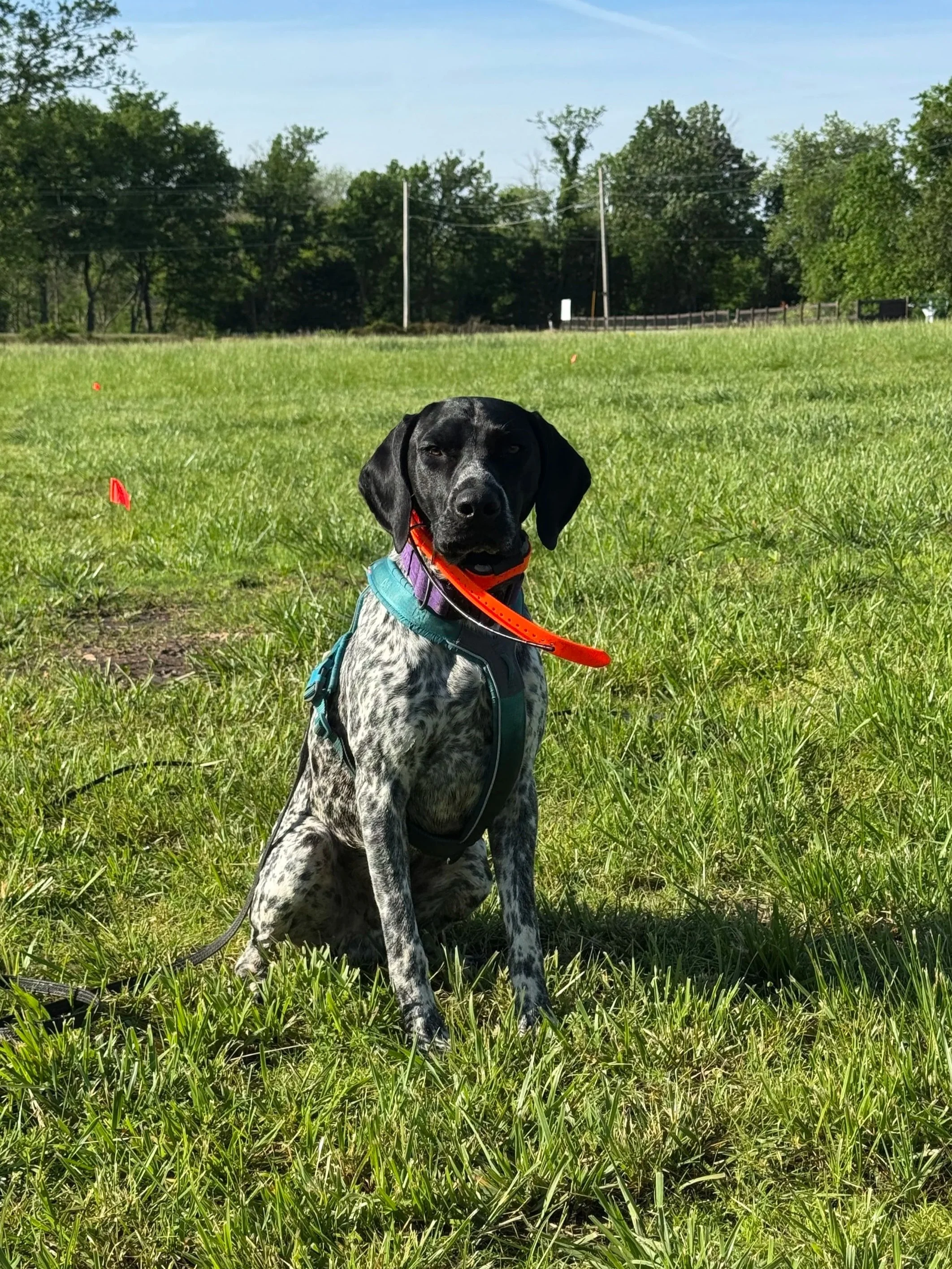 What Is a Water Leak Detection Dog Actually Detecting?