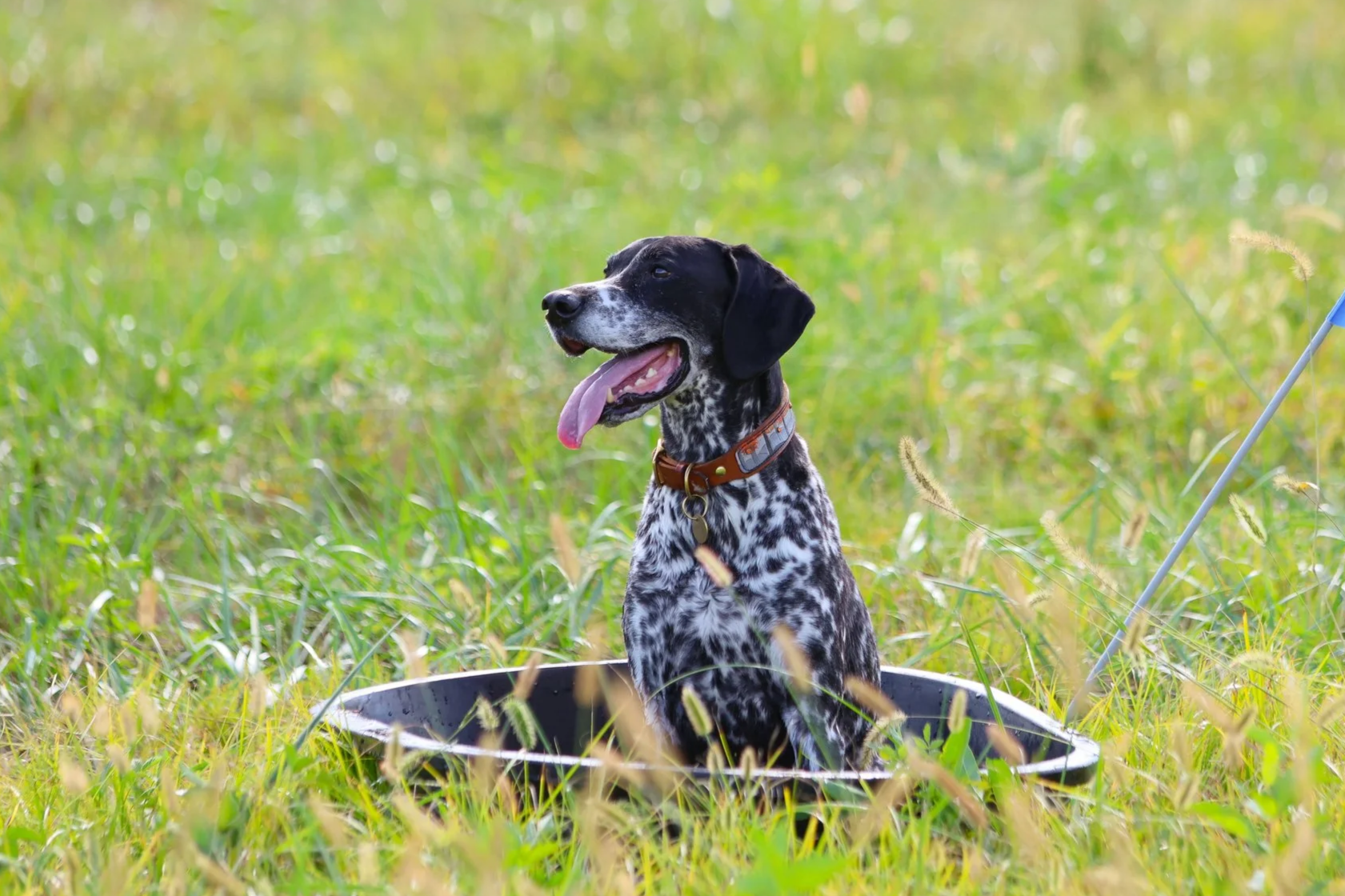 Preparing Dogs to Work in the Heat