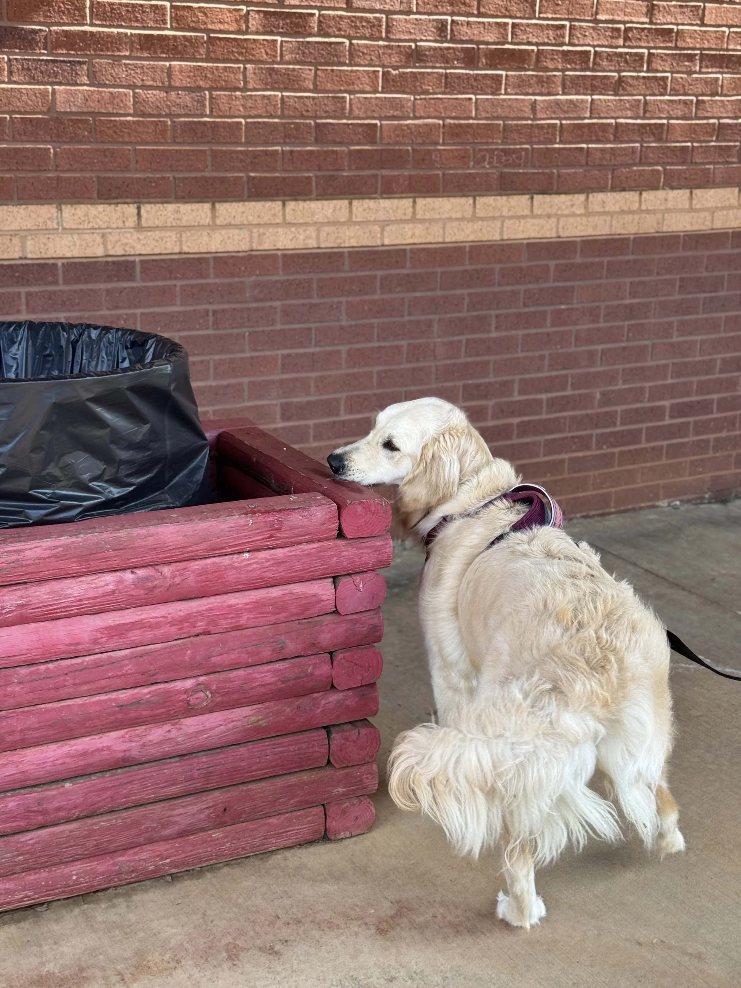 Building Value for Odor: Part 1 — Why Doesn’t My Dog Care About Odor?