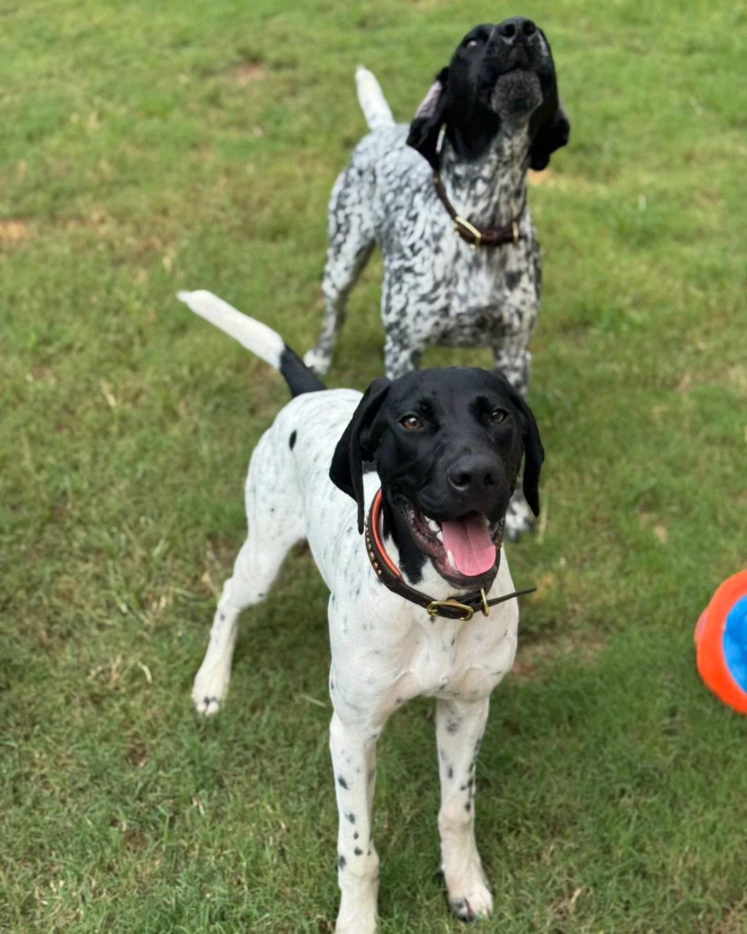 What Makes a Good Detection Dog? Why More Isn’t Always Better