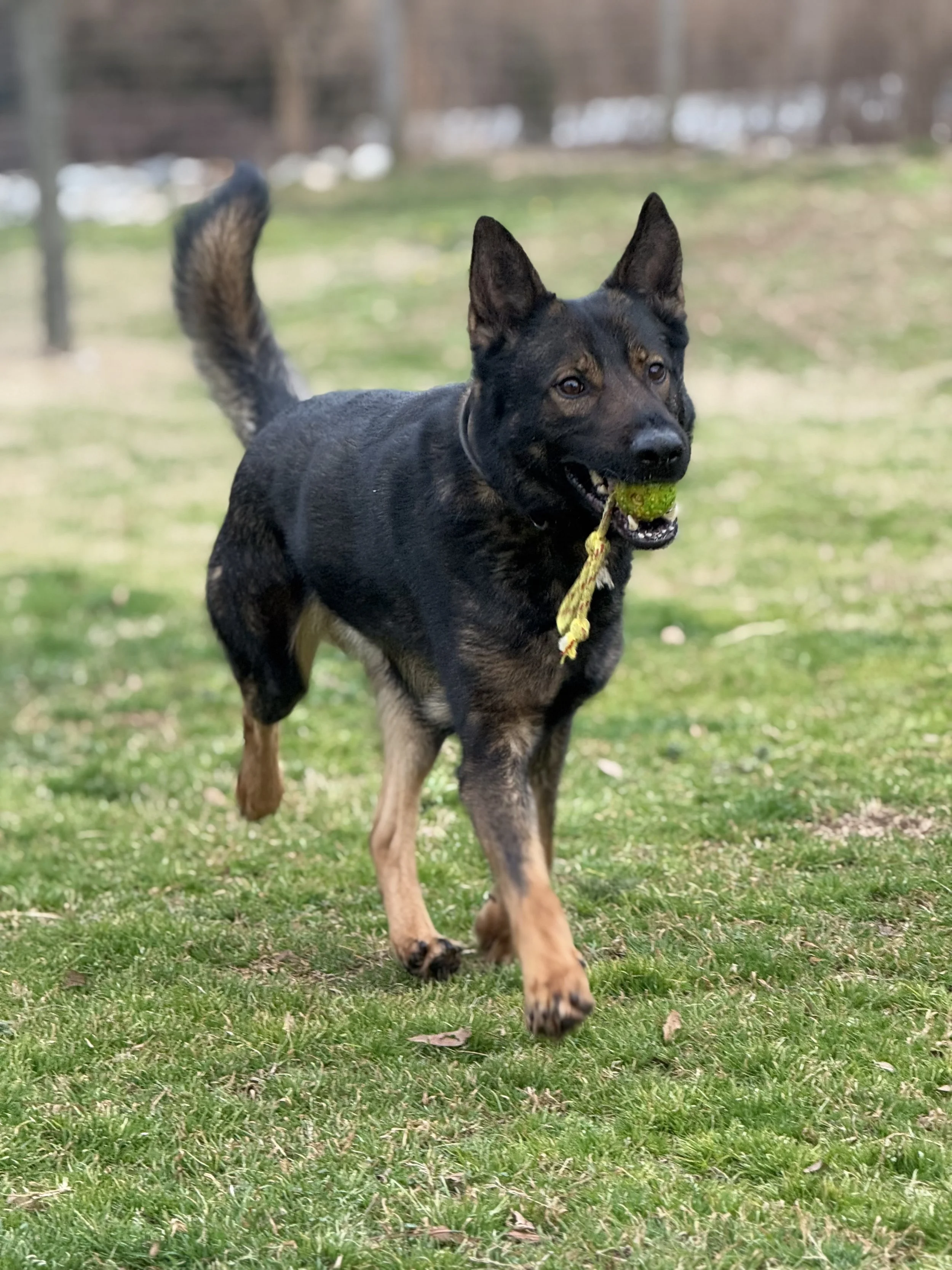 Why You Can’t Out-Exercise a High Drive Dog
