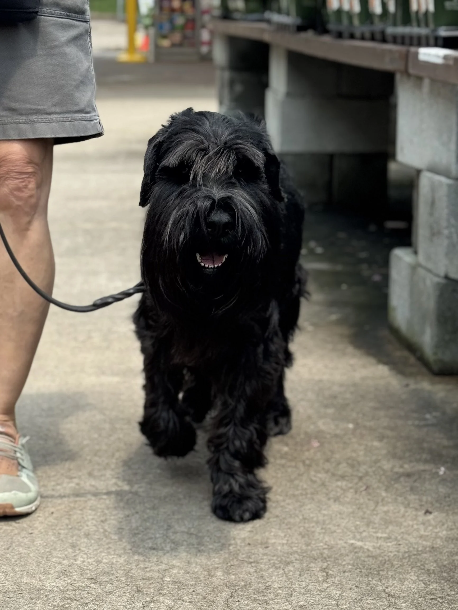 Unsafe or Uncomfortable? Why the Difference Matters in Dog Training