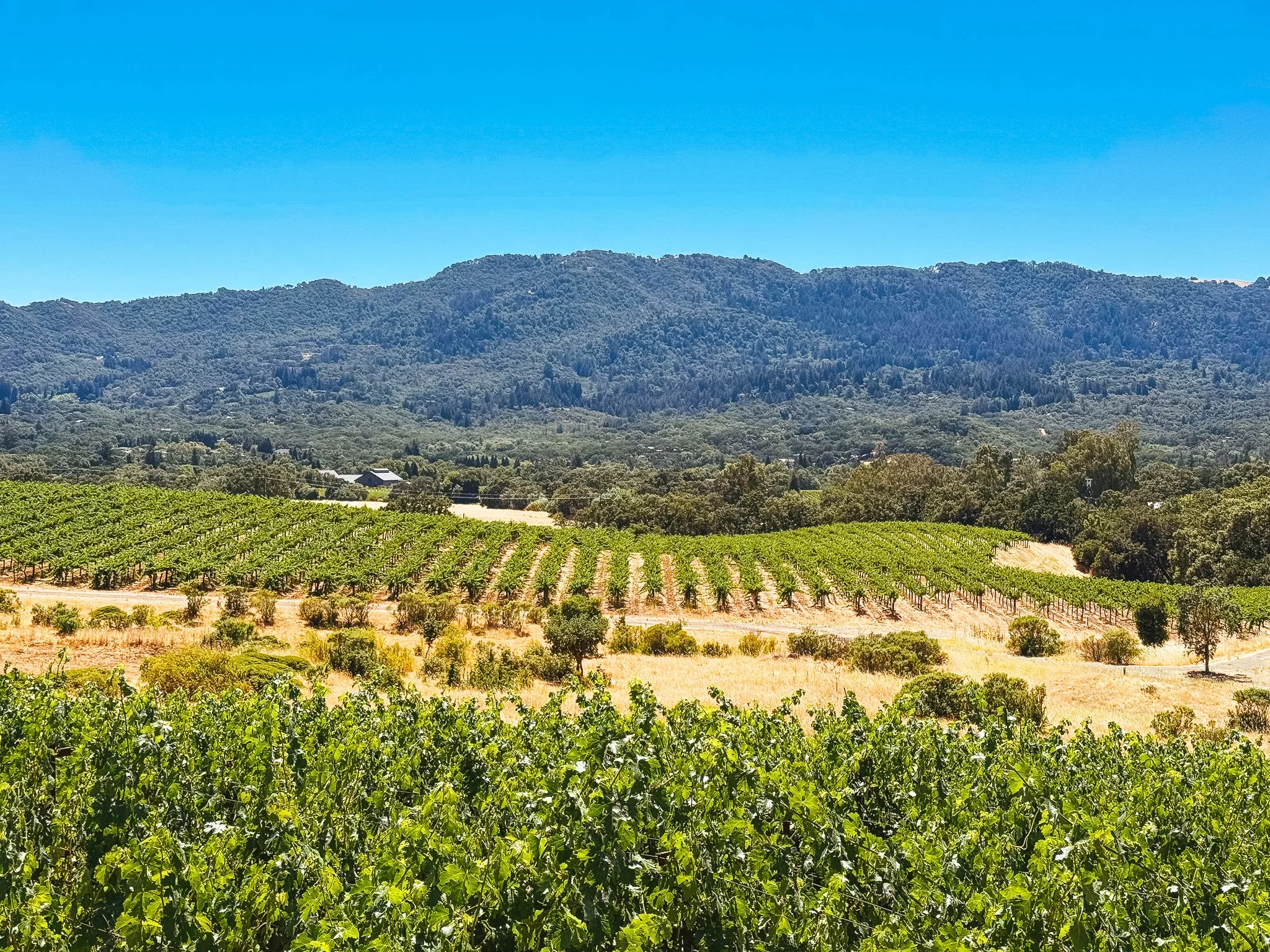 The Natural Bounty of California Wine Country