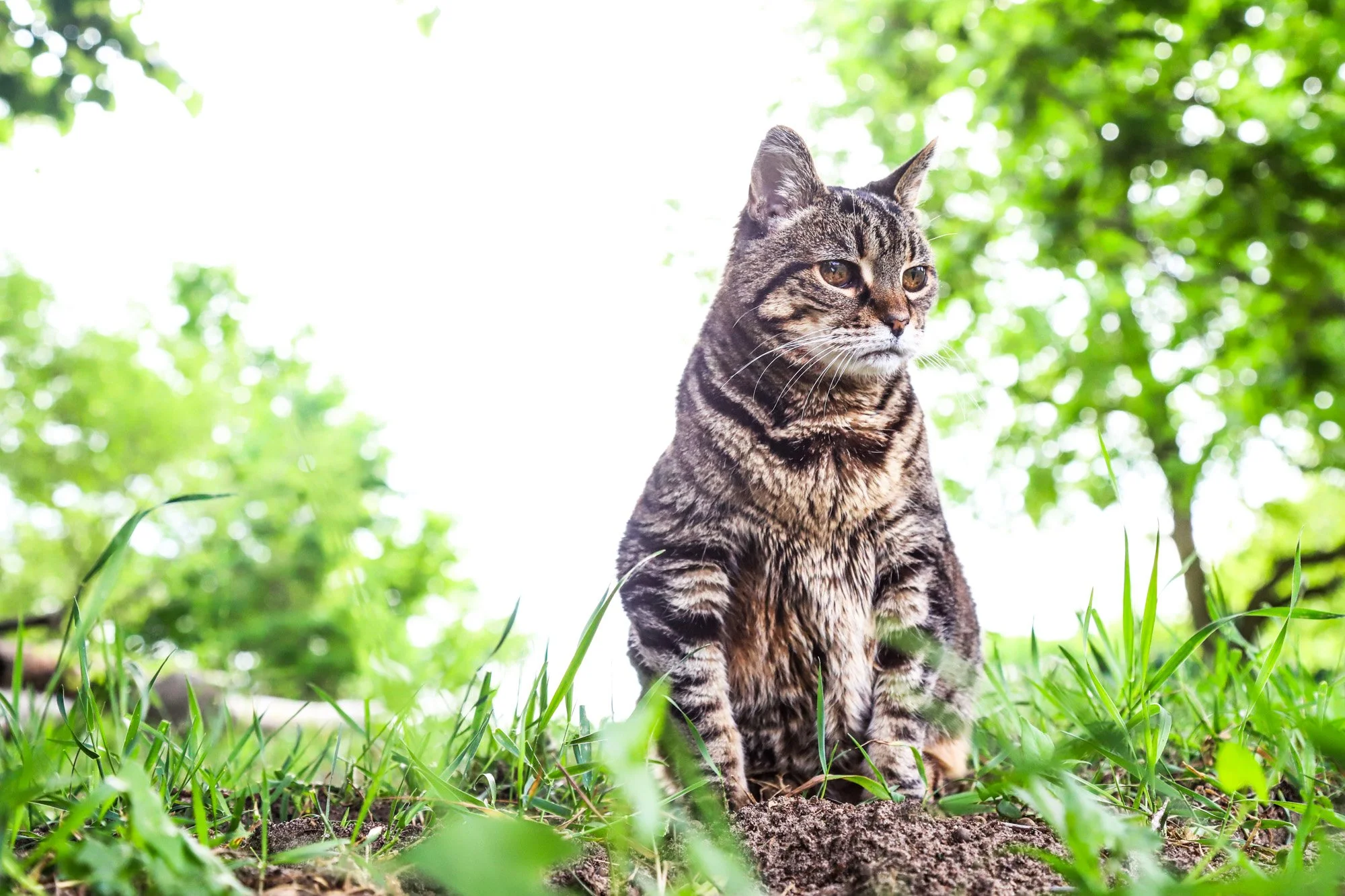 AN ODE TO BASKETBALL CAT