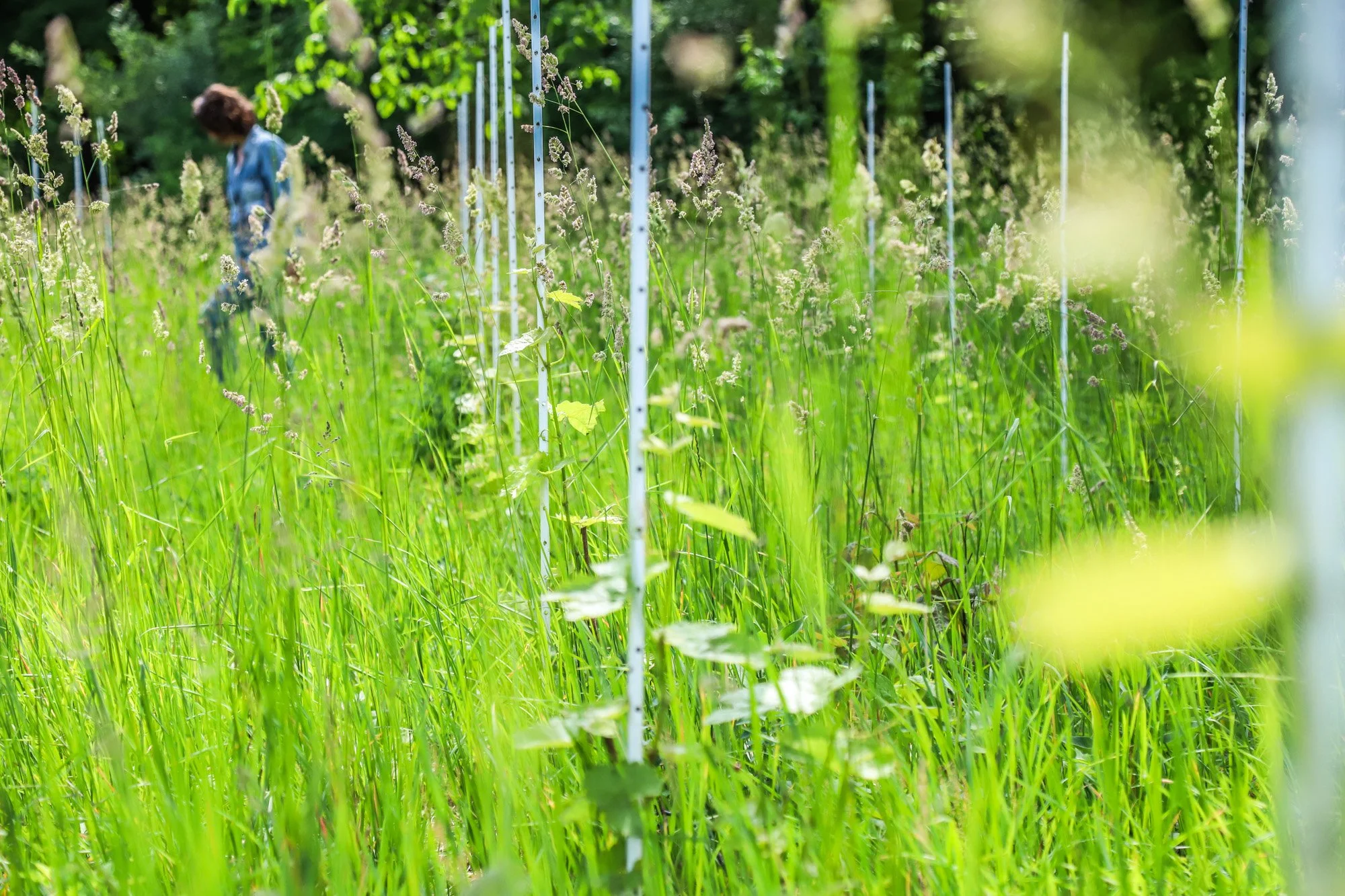 Elise Musumeci standing walking through the beautiful terrain of the FRANCA vineyard at CA' MUSU