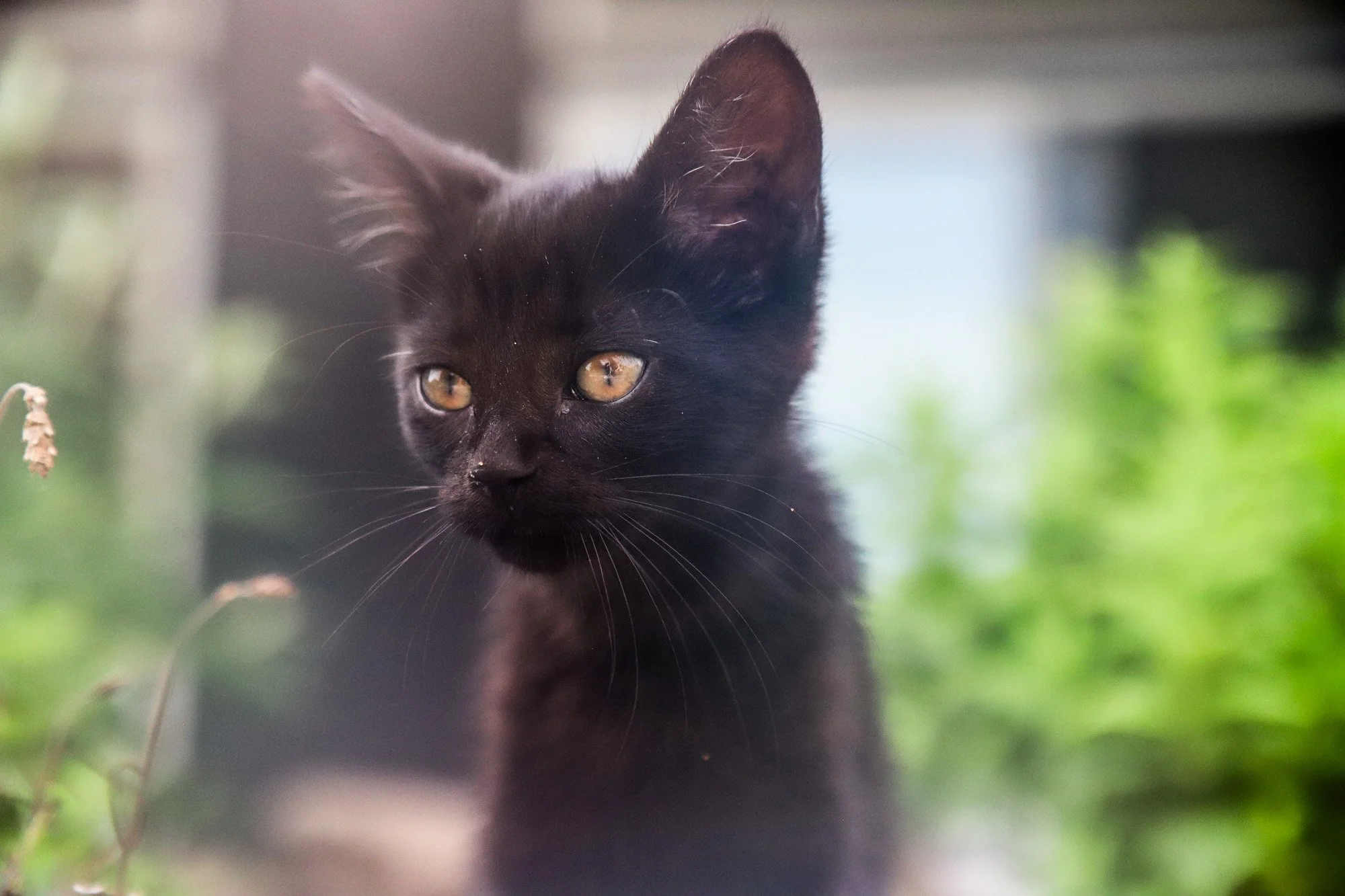 Allsorts the new black cat