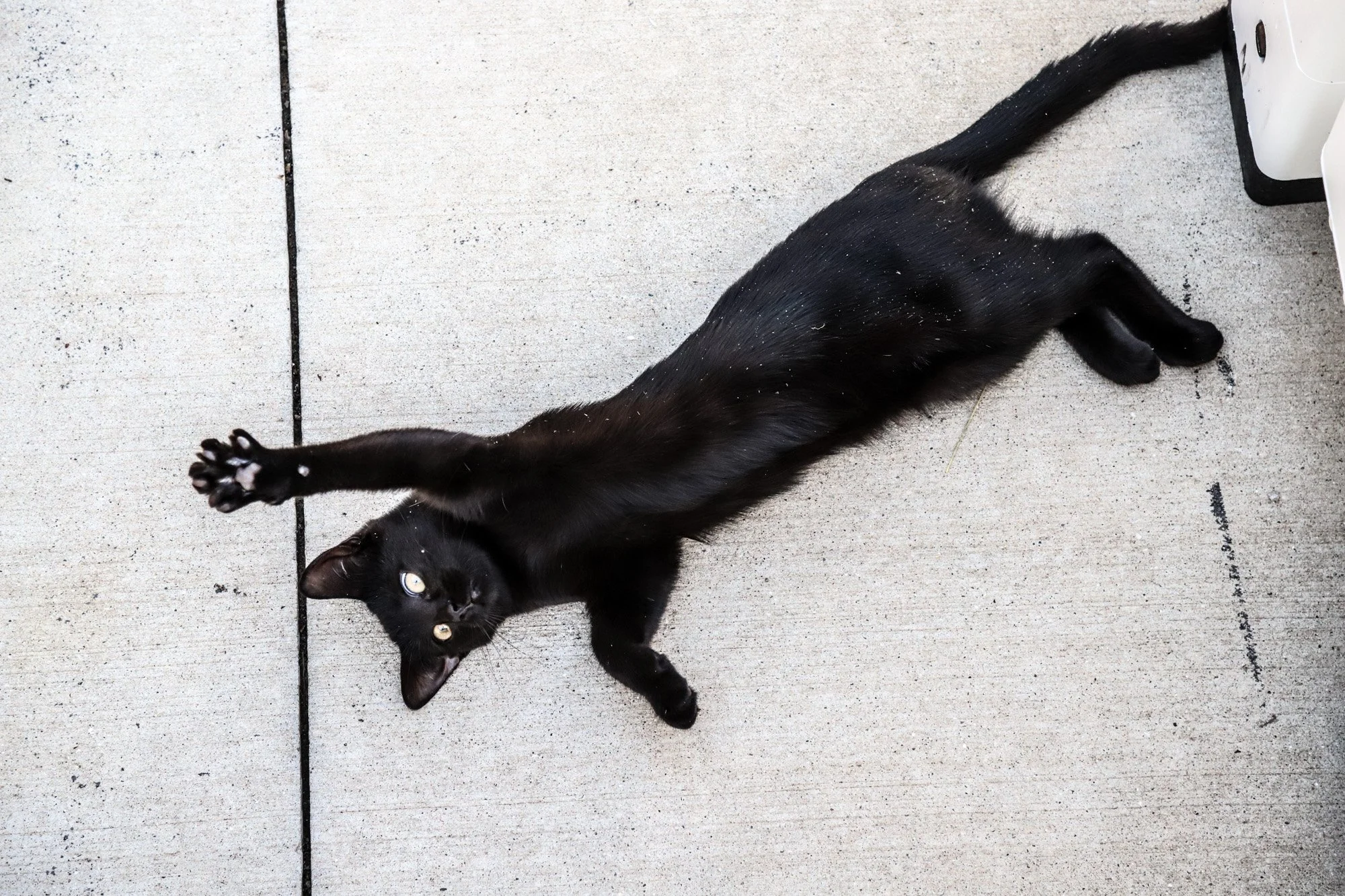 Allsorts the new black cat