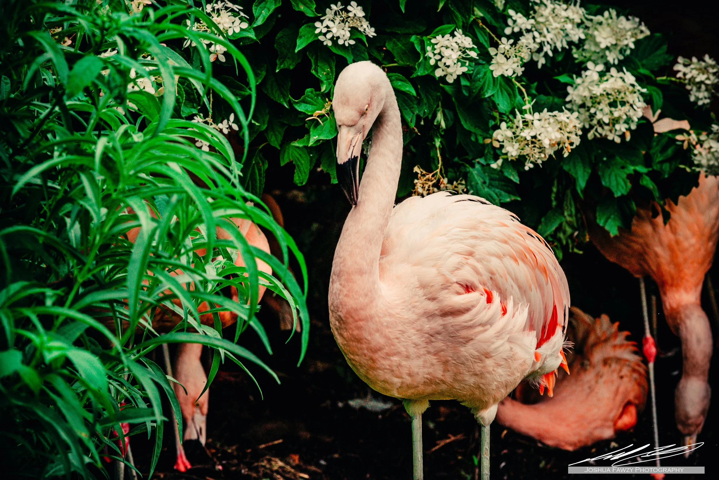 CLE Zoo_Aug 2022-8562.jpg