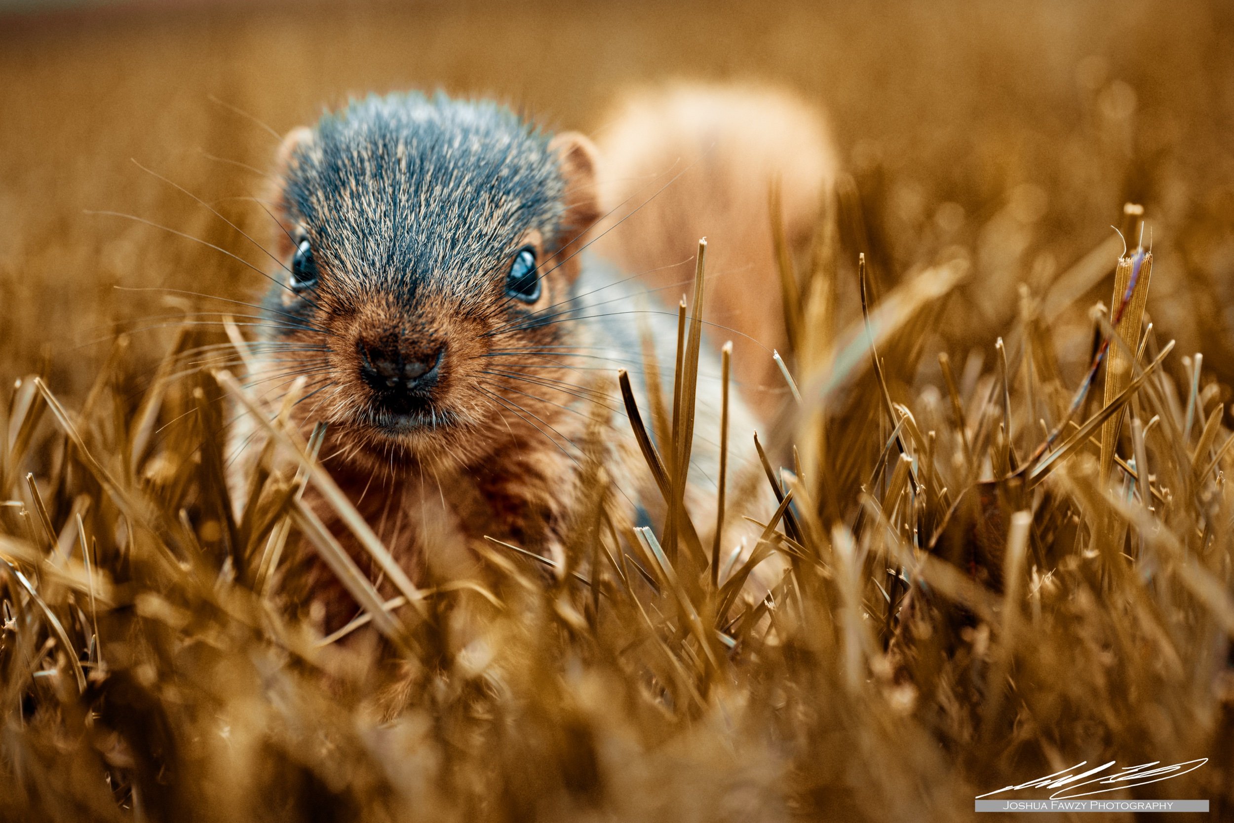 front_yard_squirrel_2.jpeg