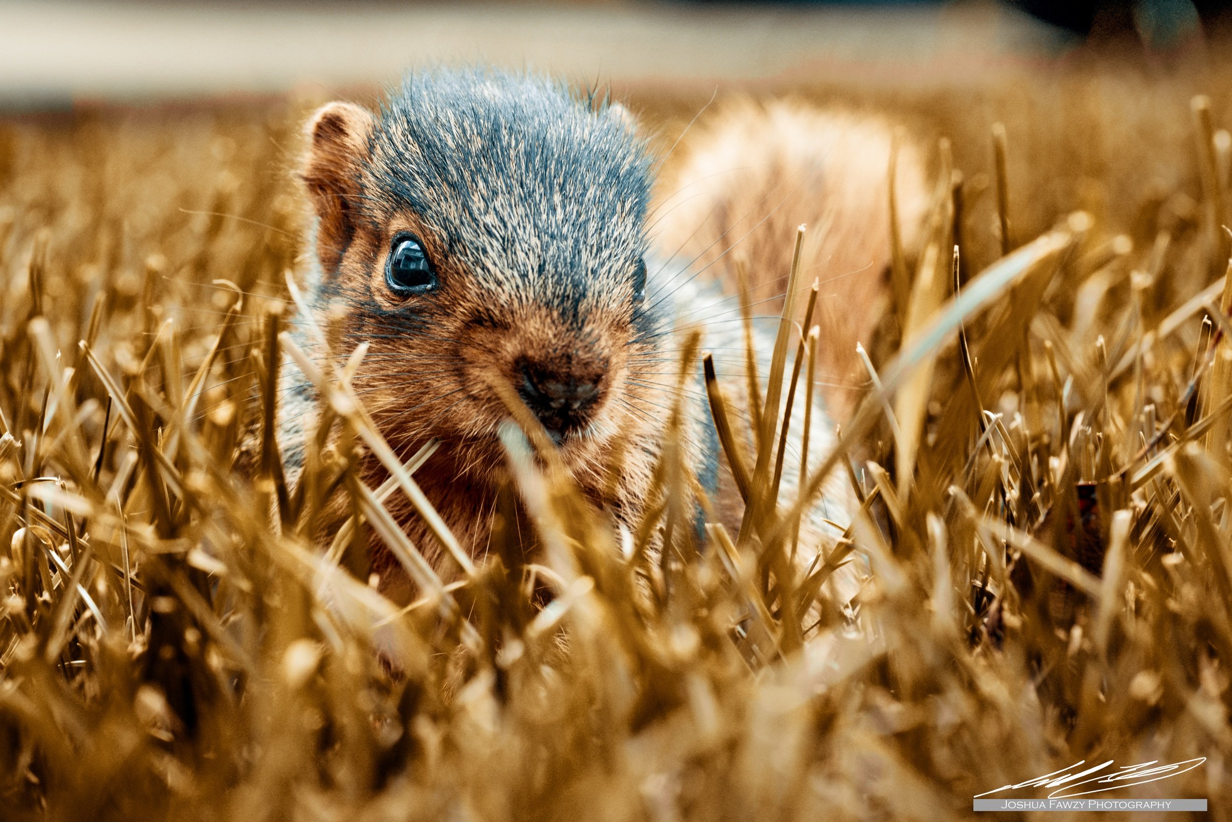 front_yard_squirrel_3.jpeg