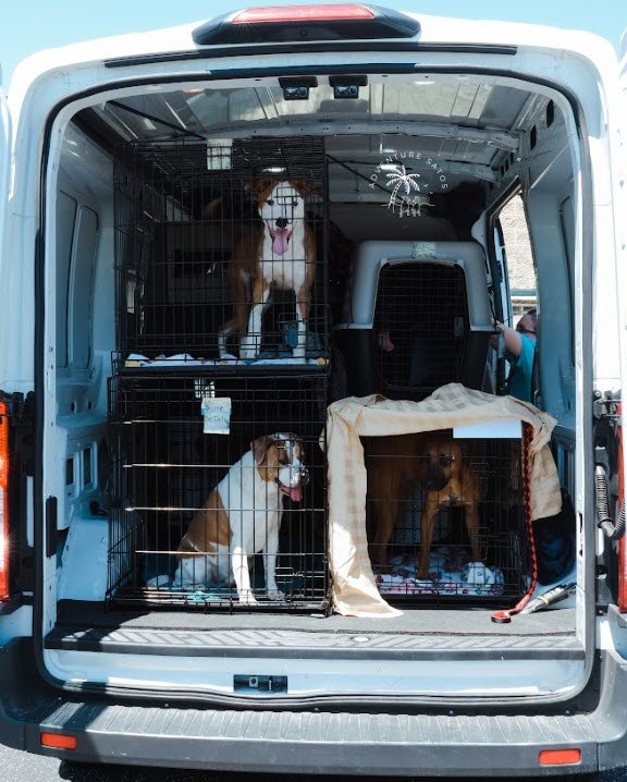Finishing 2019 with 128 rides of 7,165 miles for 223 dogs, cats, and a bird rider!
