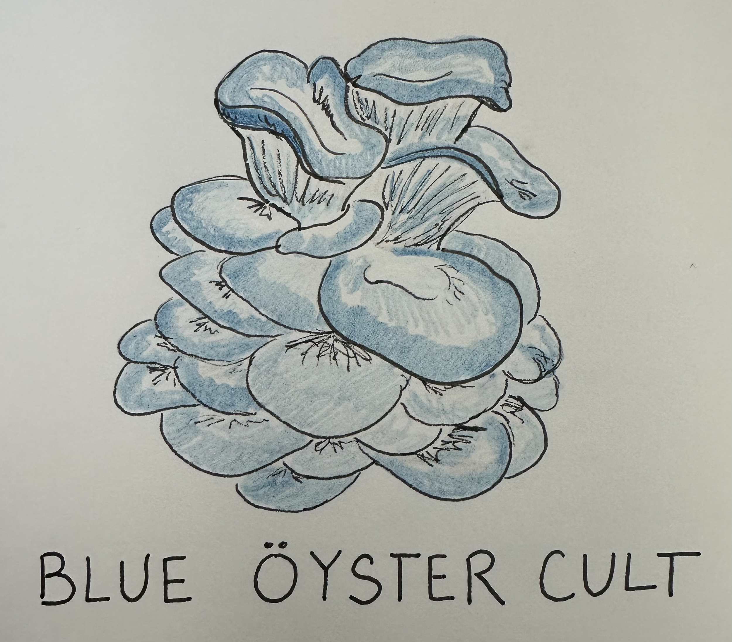 Blue Oyster.png