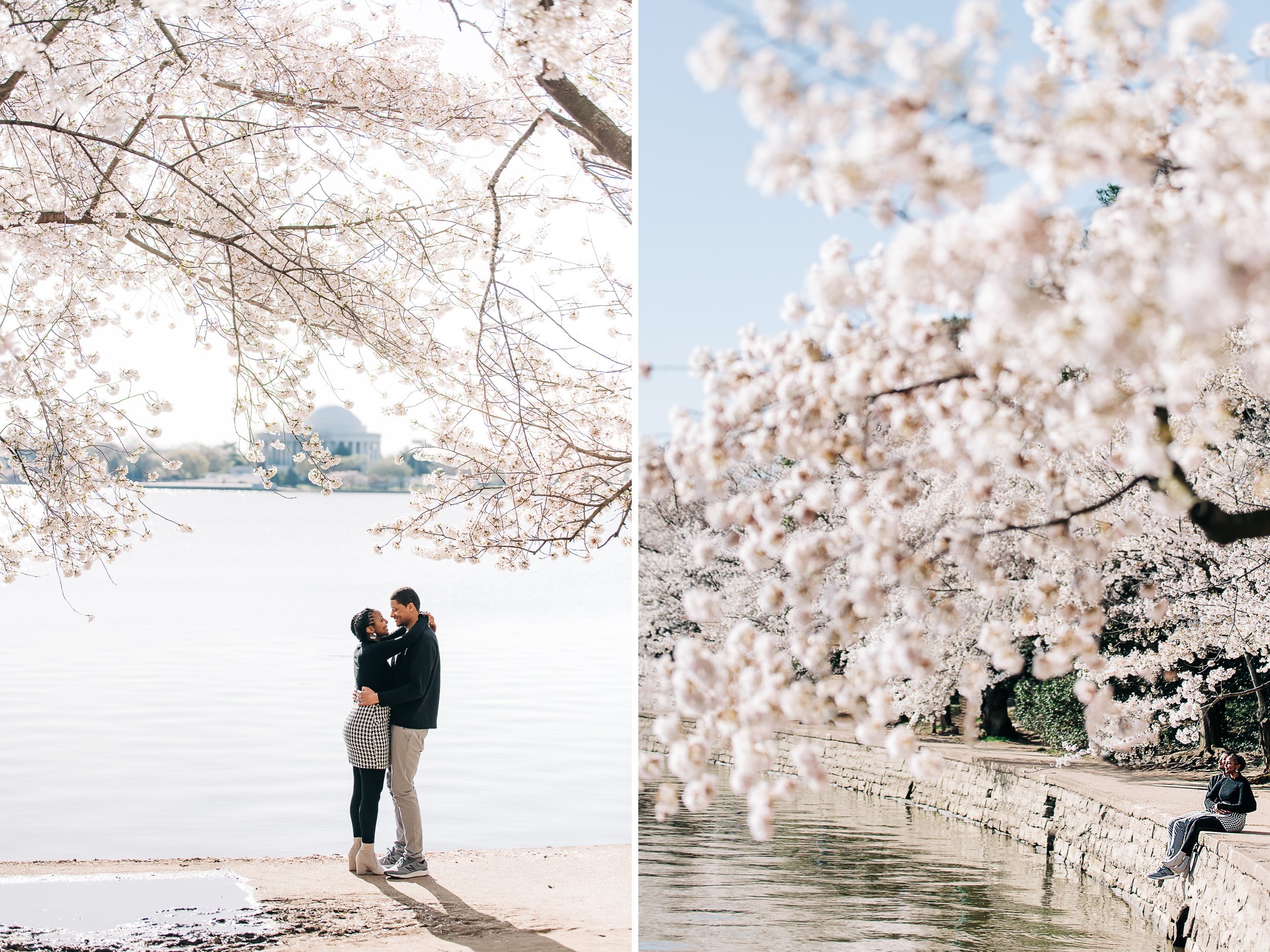 tidal basin cherry blossom photograph