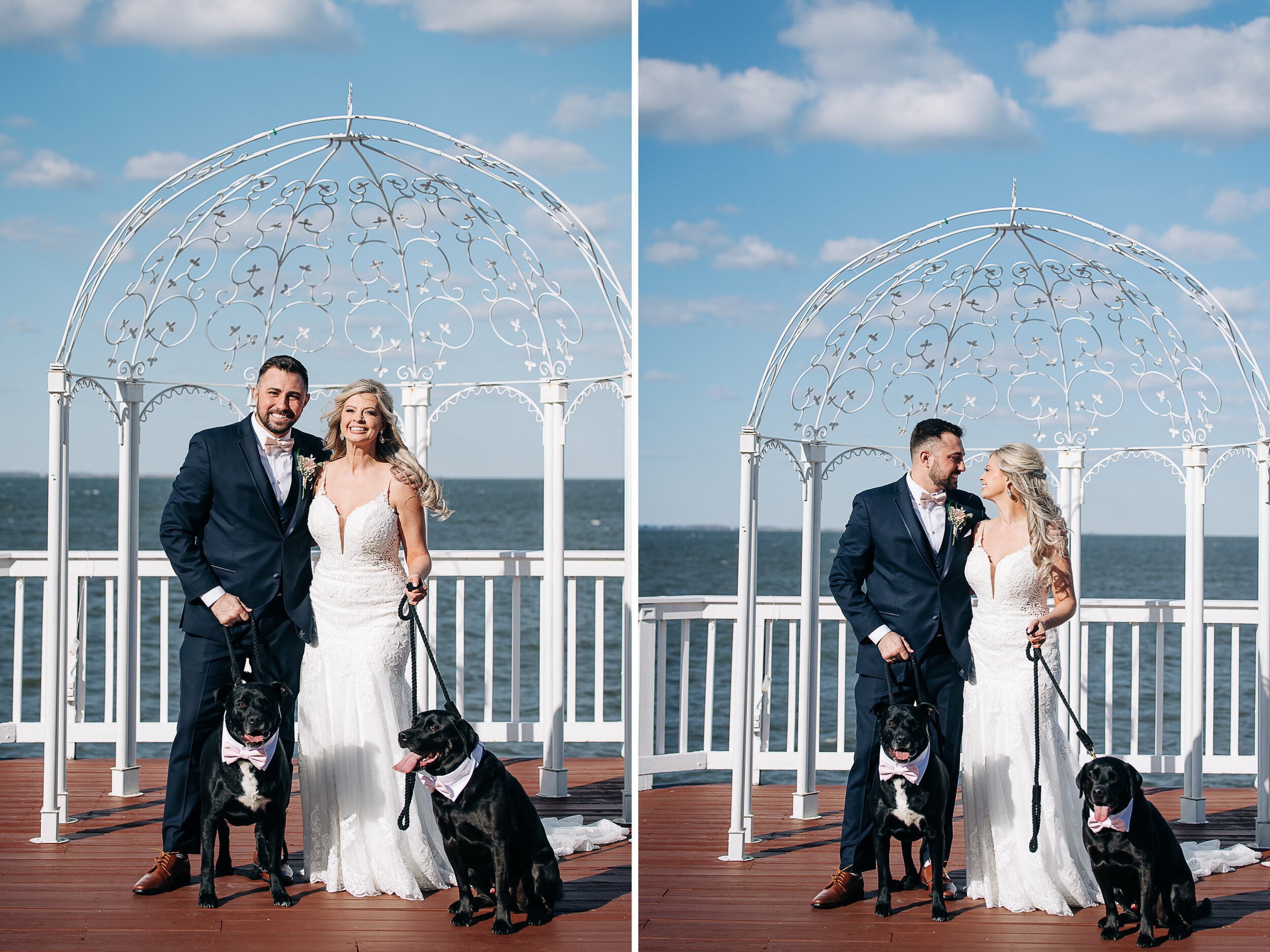  celebrations at the bay wedding photography with puppies! 