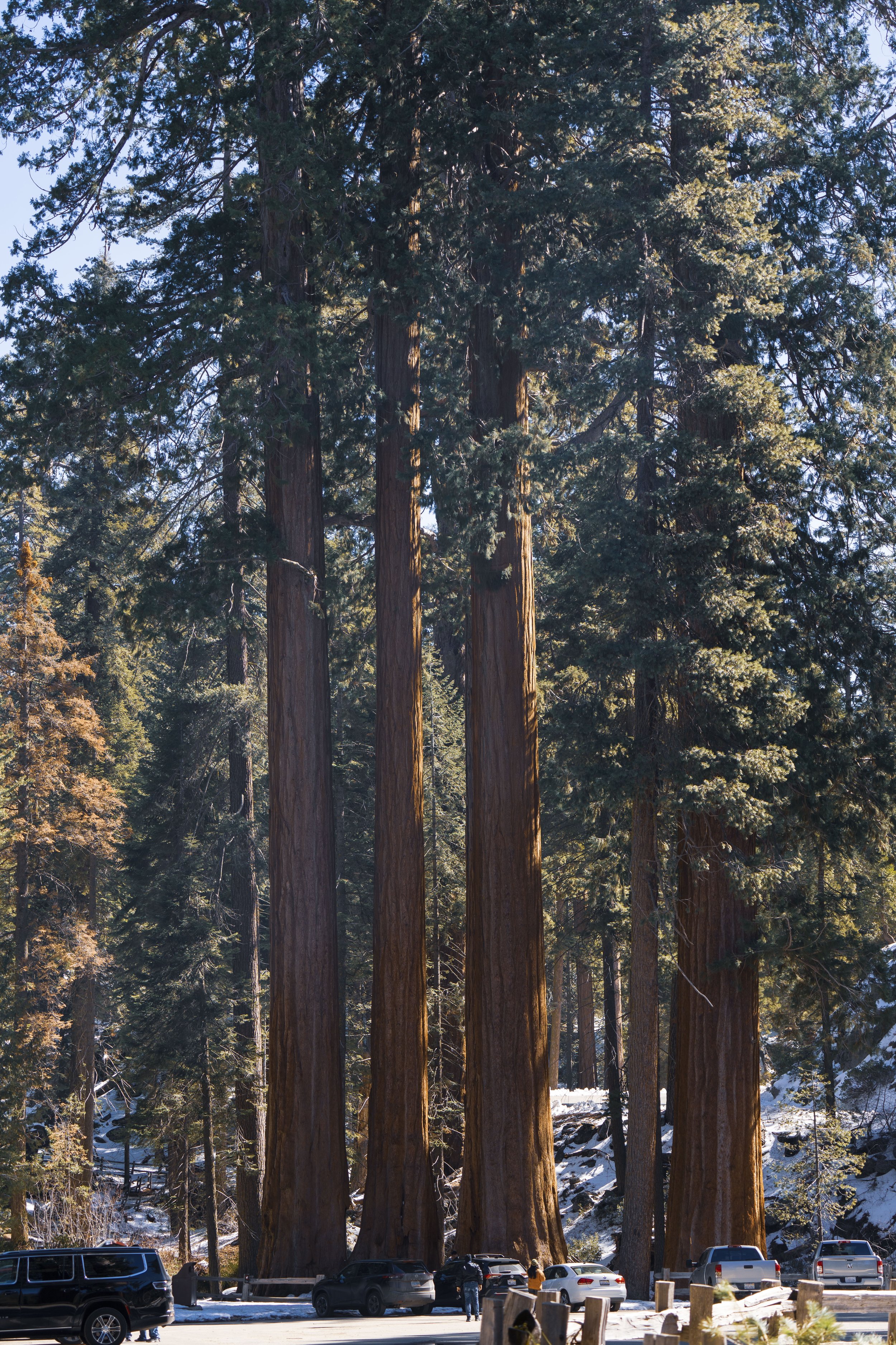trees 2_11.jpeg