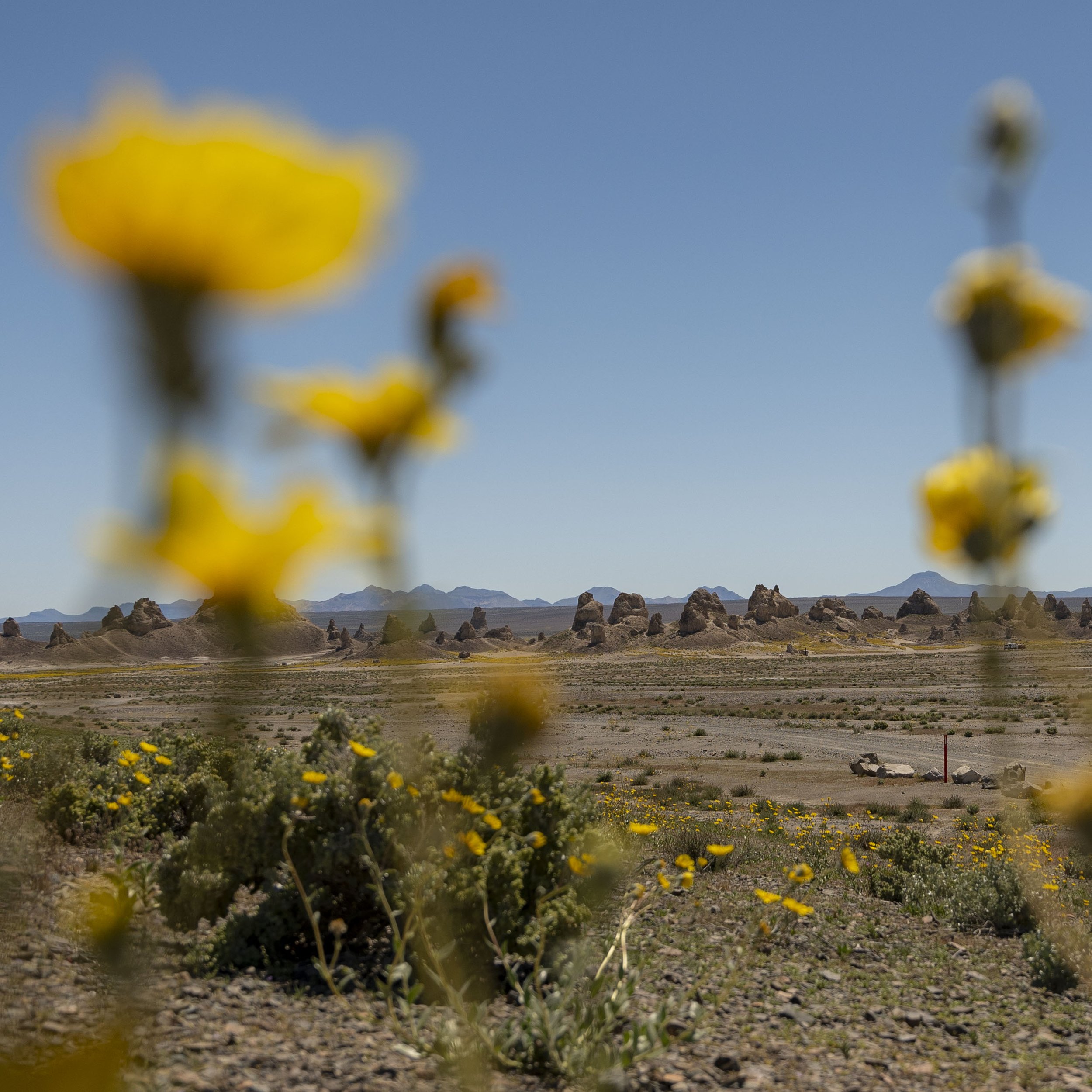 trona .jpeg