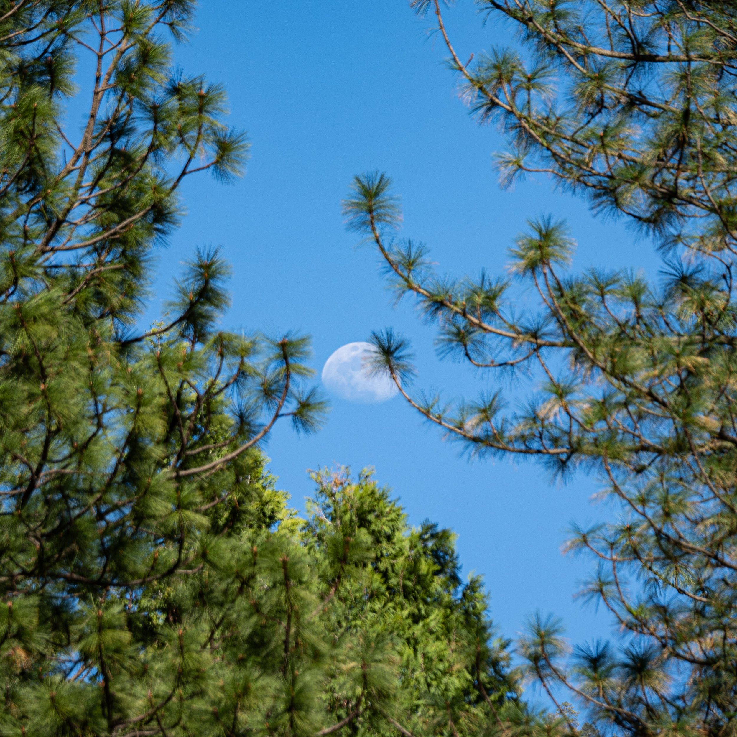 yosemite moon 4.jpeg