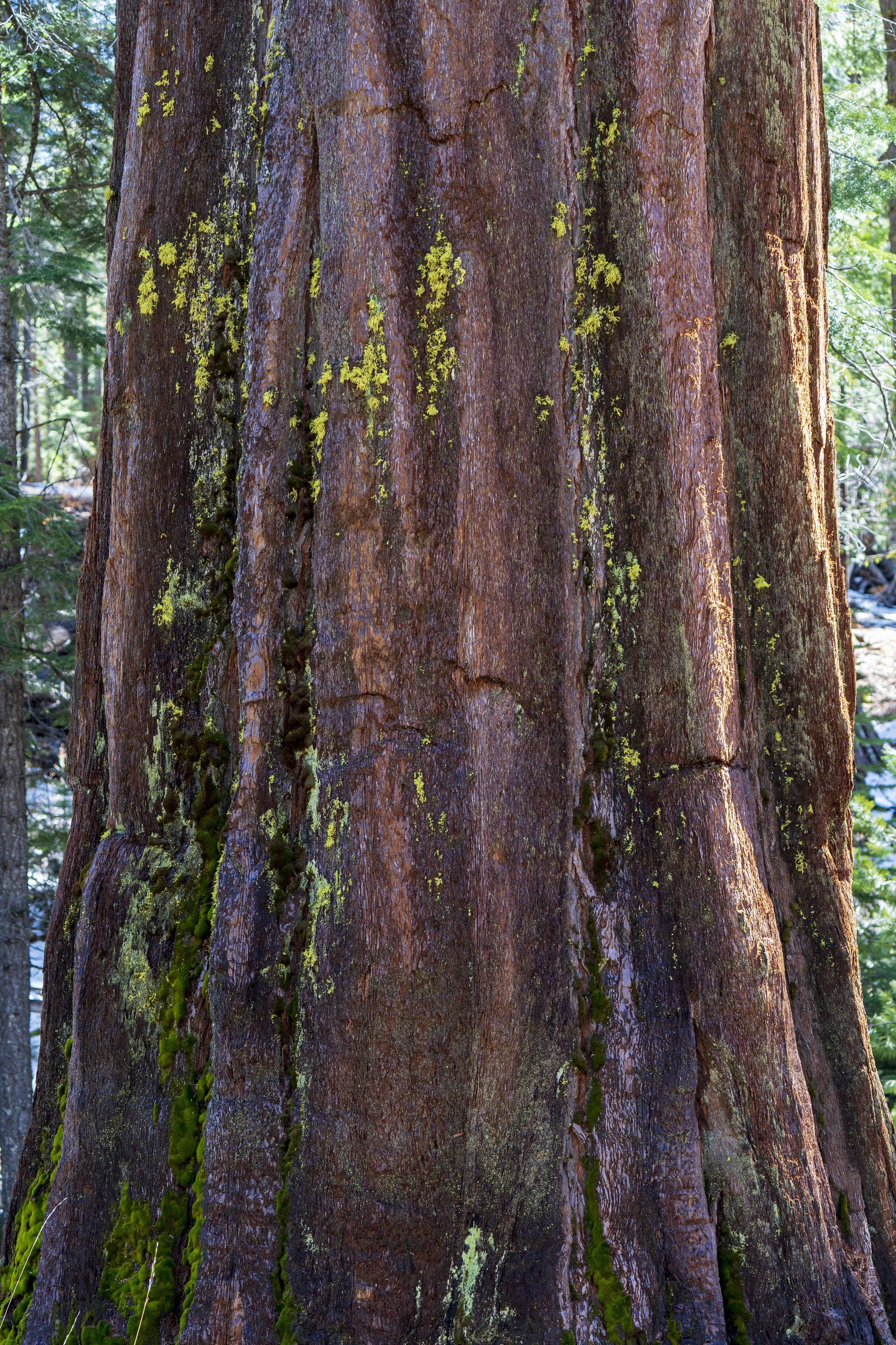 trees 2.jpeg