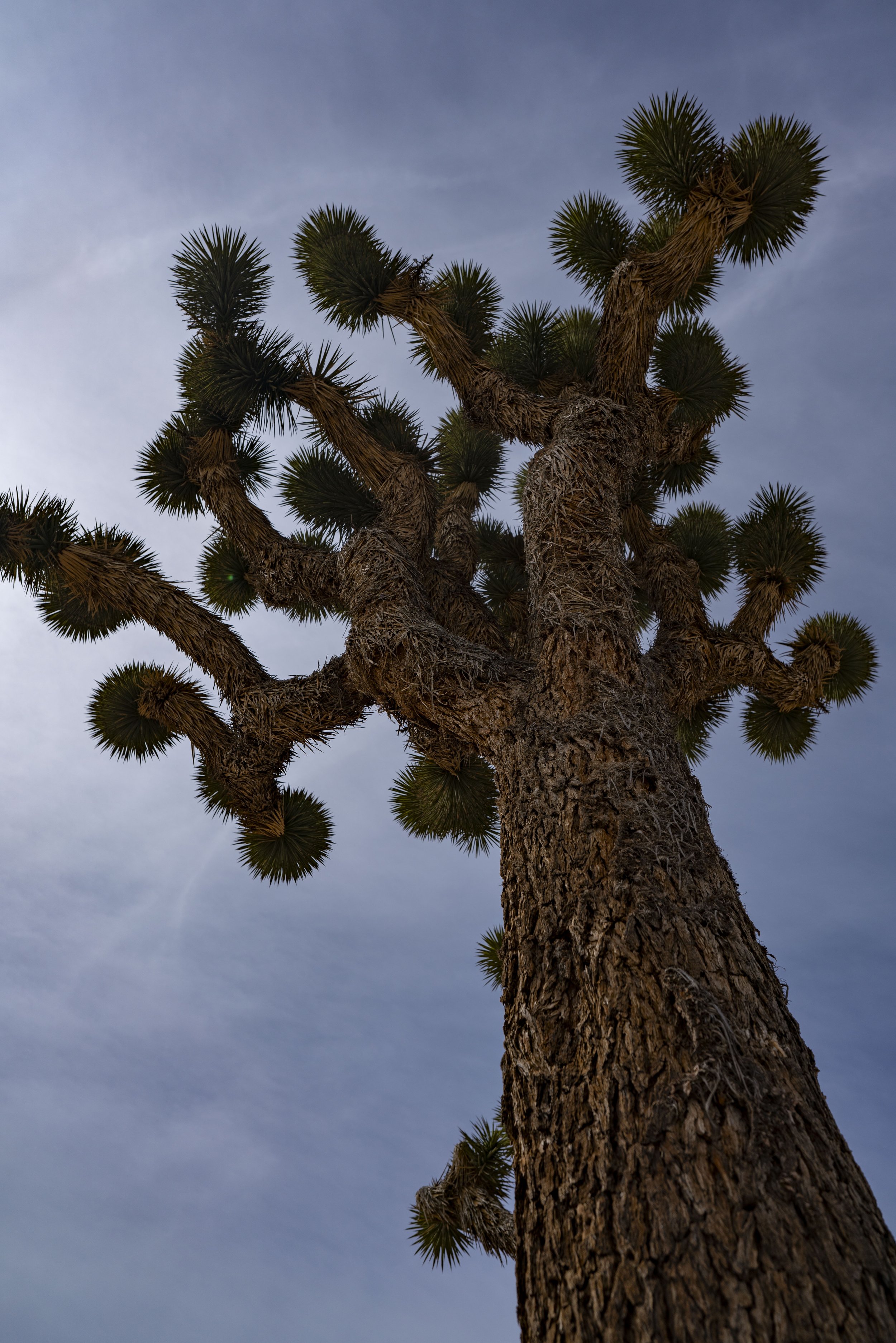 jtree 1_31_25.jpeg